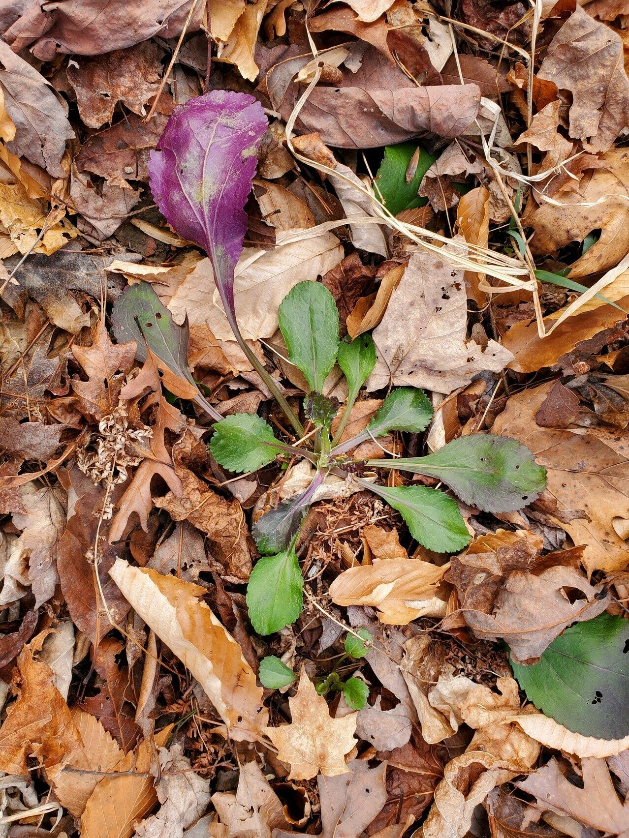 Can anyone identify this plant with the unusual, bright purple under leaf?