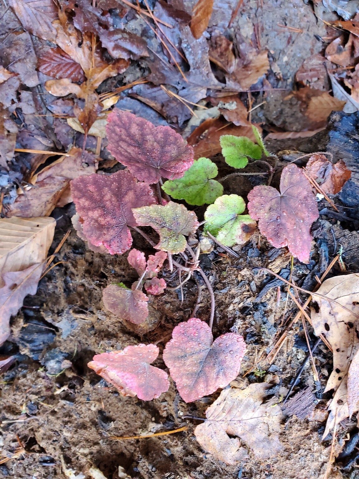 A colorful display from Foam Flower along the King Creek Falls trail.