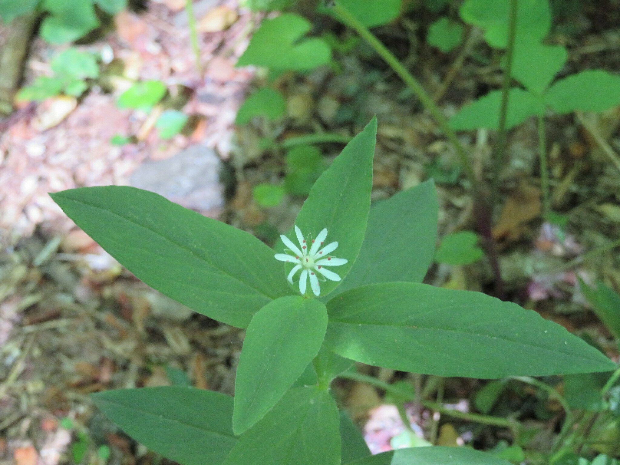 Star Chickweed (Stellaria pubera)