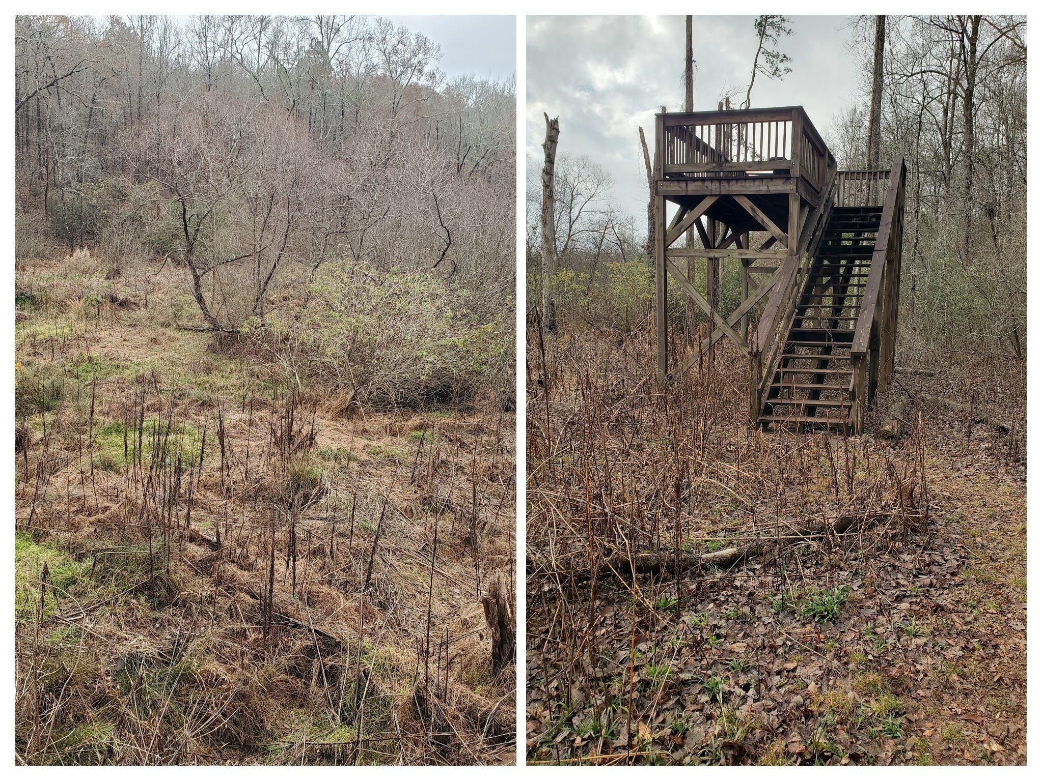 No beavers, beaver dams or even wet conditions found in this favorable habitat.