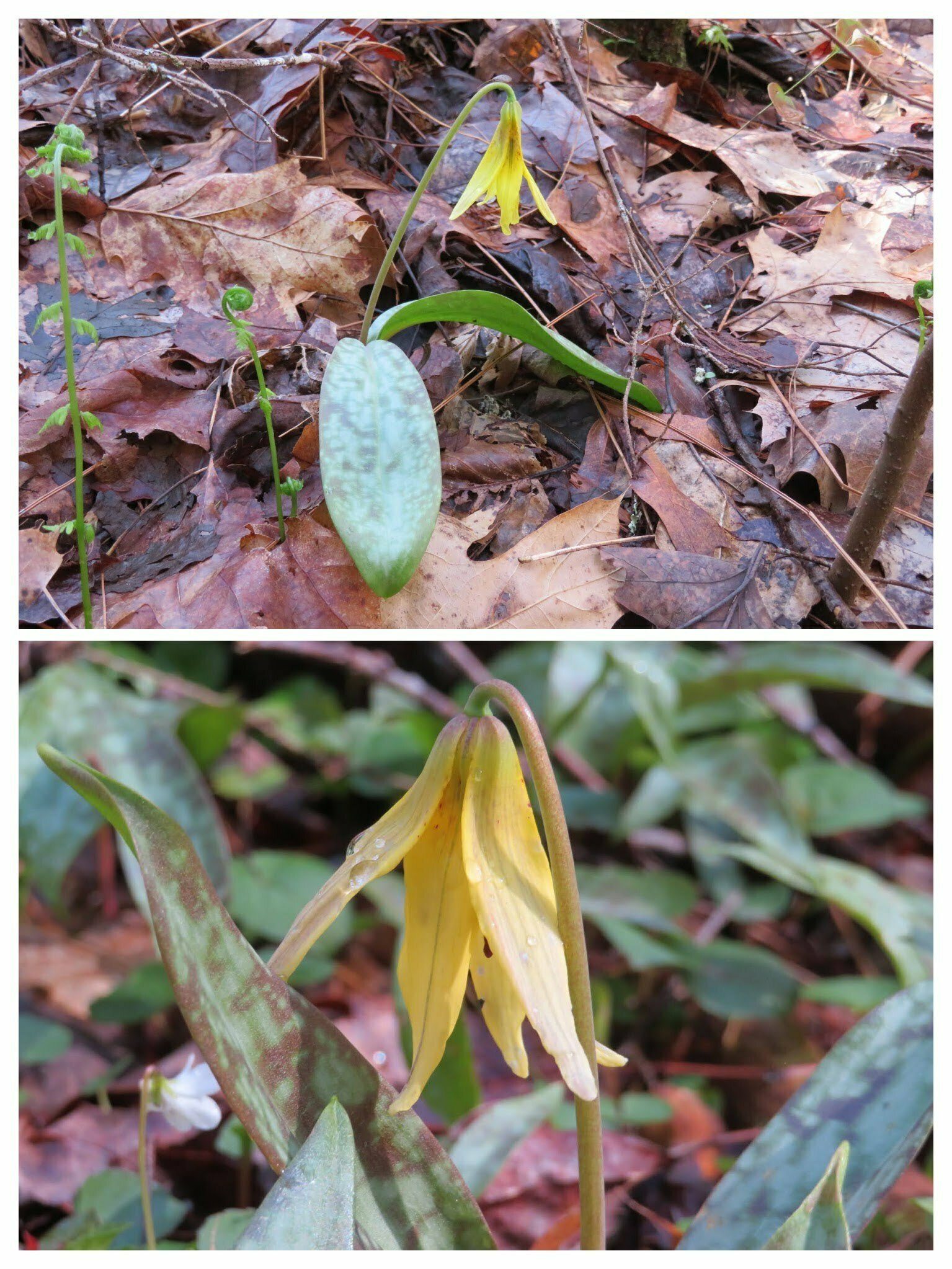 These were really quite large Trout Lillies.