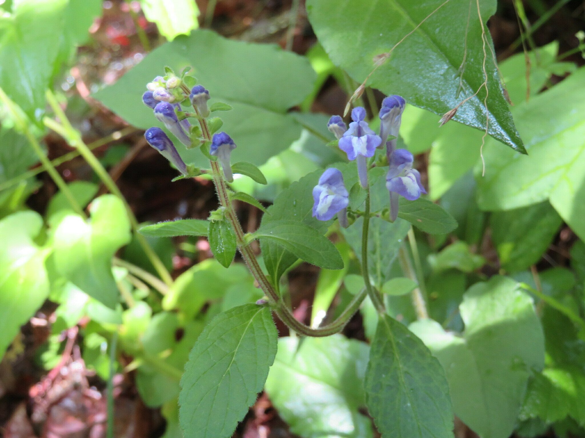 Hairy skullcap (Scutellaria elliptica)???