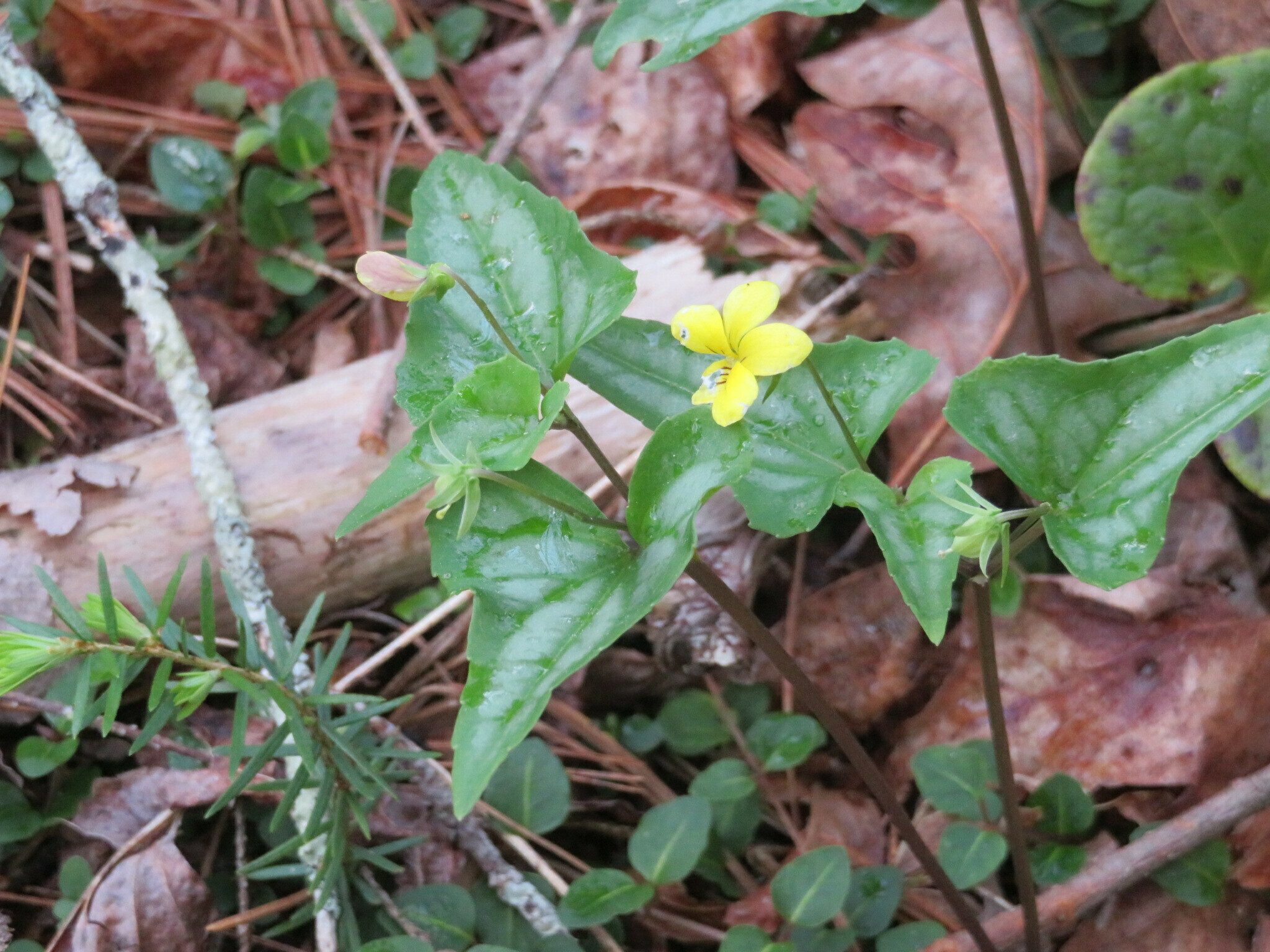 Halberd-leaved Violet (Viola hastata)