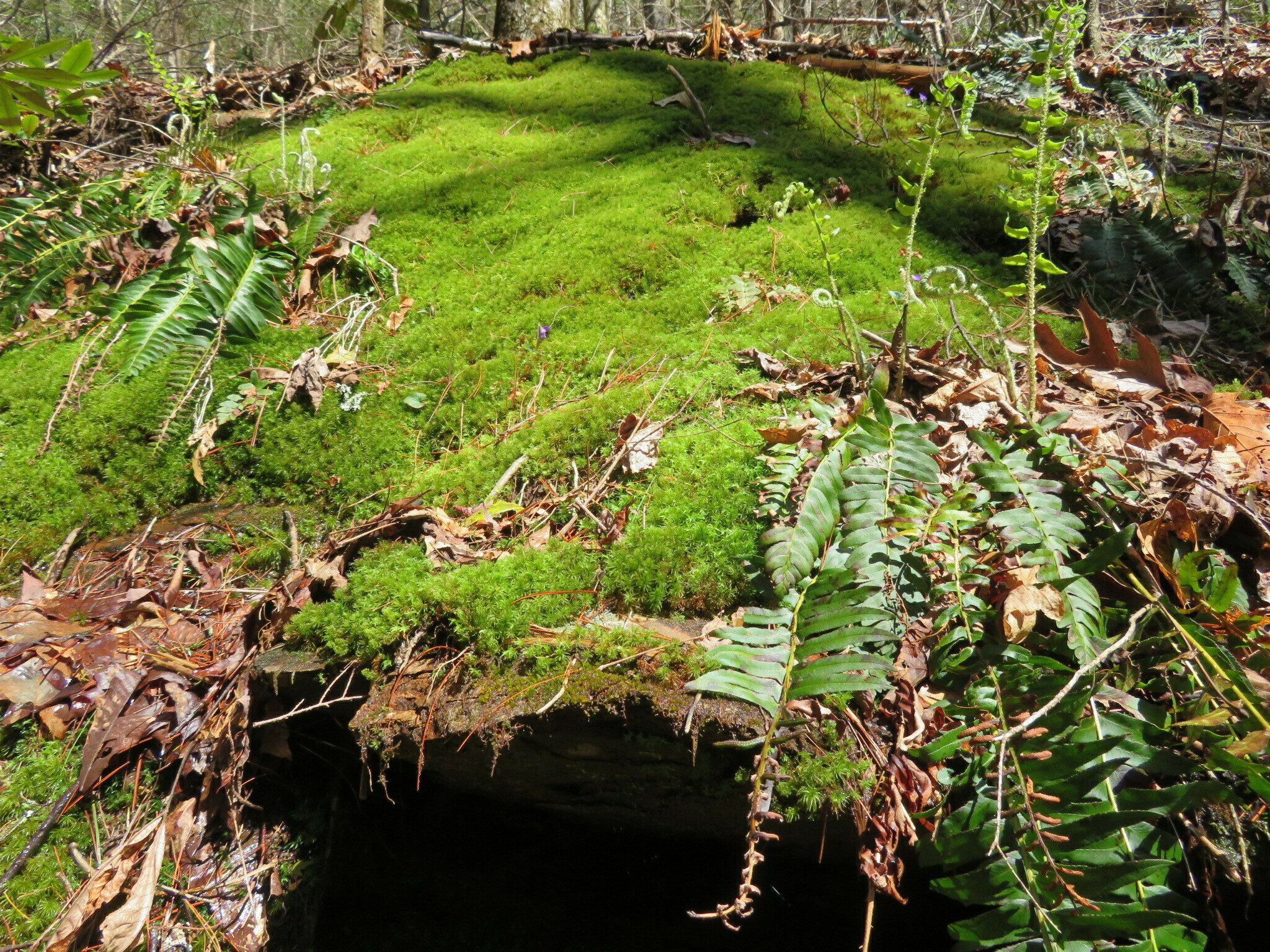 Just an attractive mass of bright green moss.
