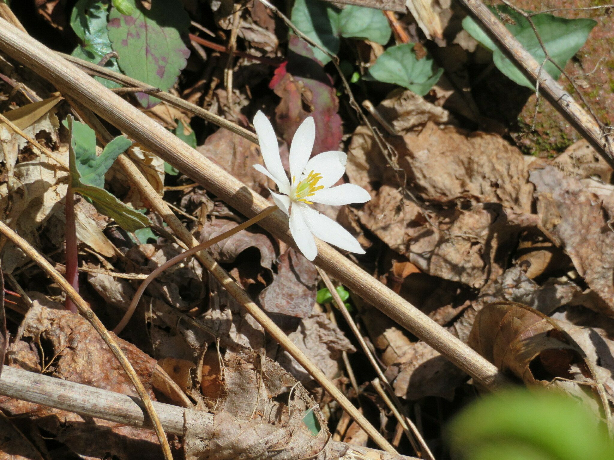 Bloodroot (Sanguinaria canadensis)