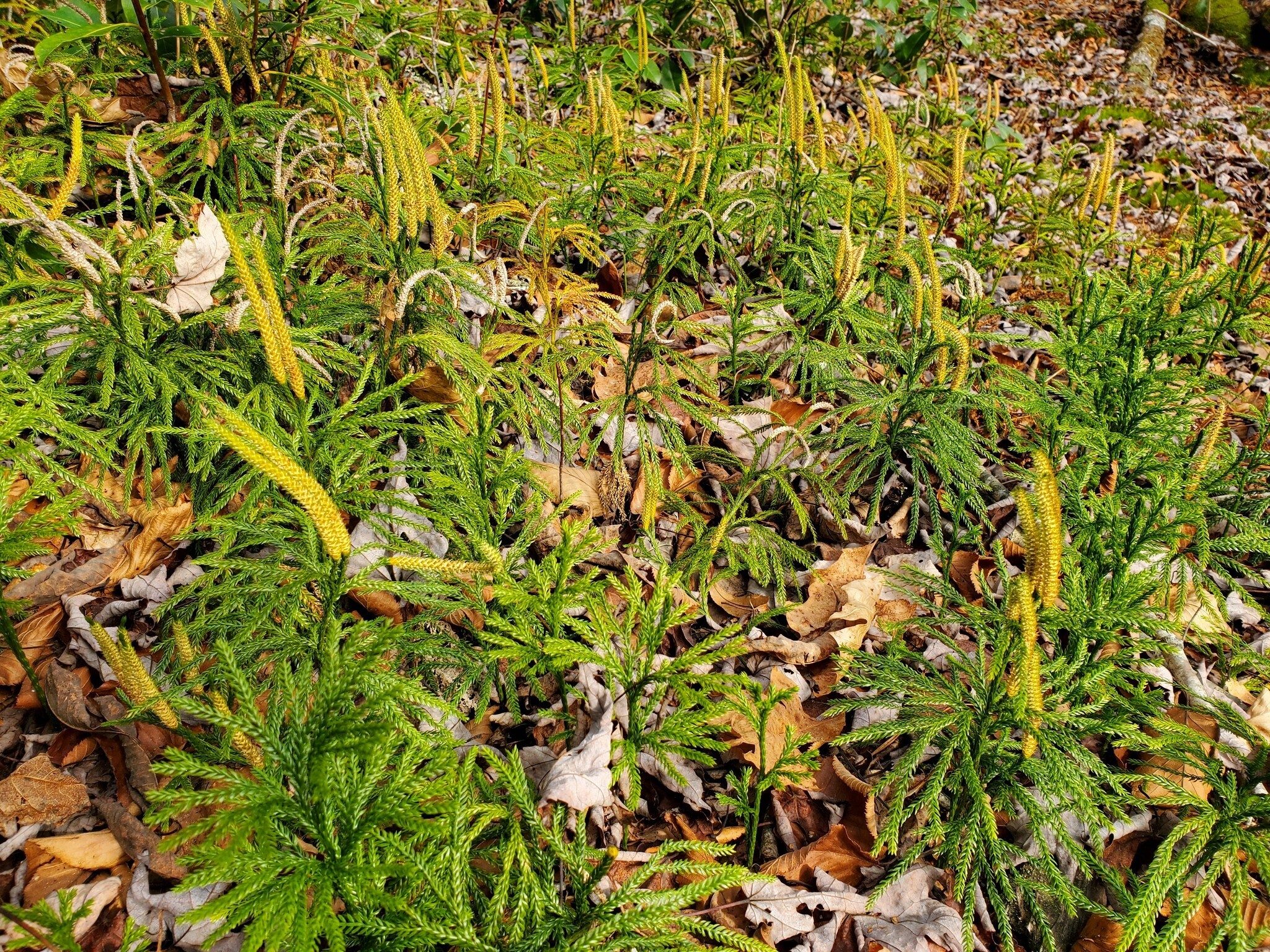 Quite a bit of Ground Pine, some with bloom heads.  Really???