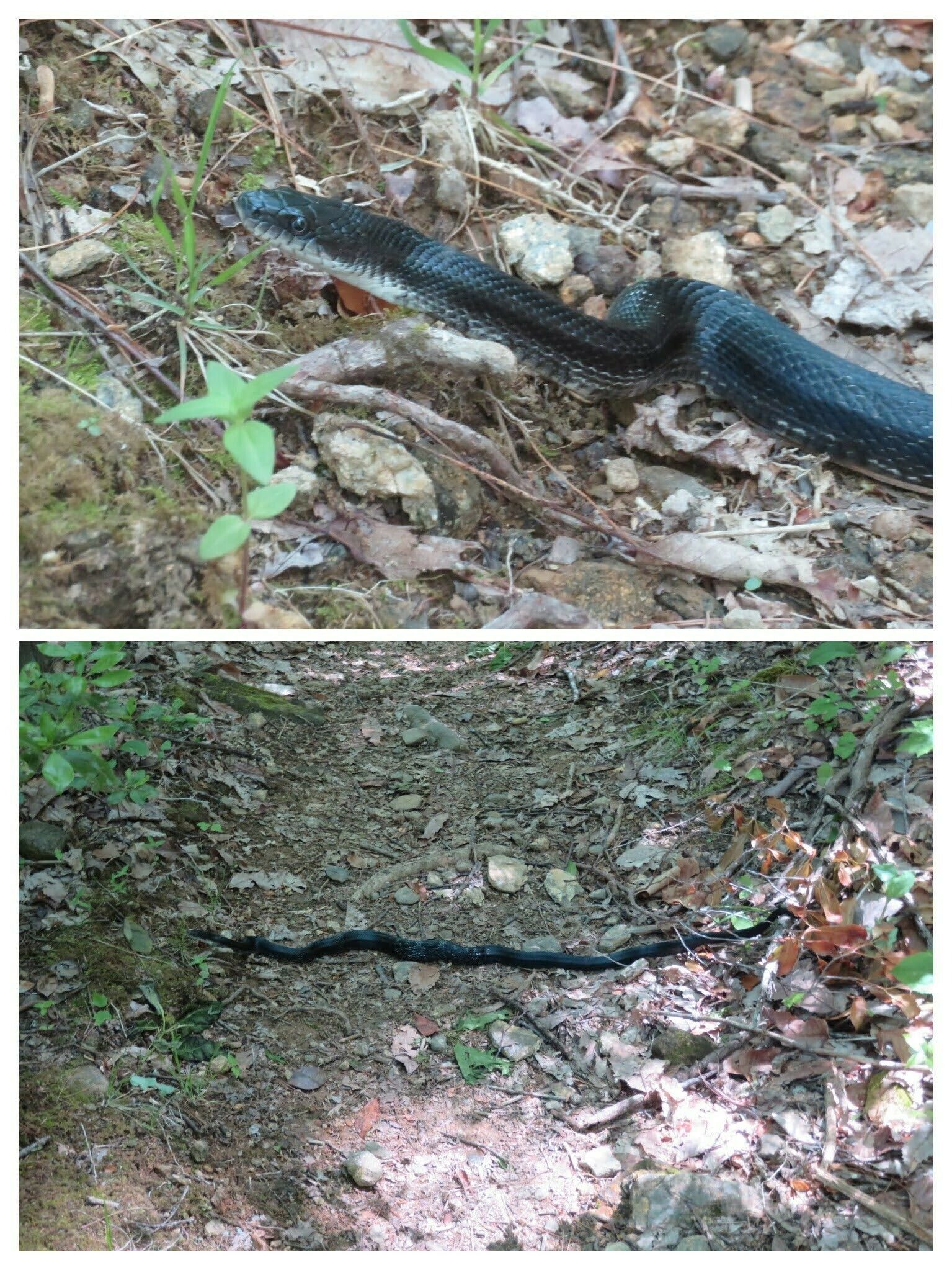 A large Black Rat Snake resting across the trail.