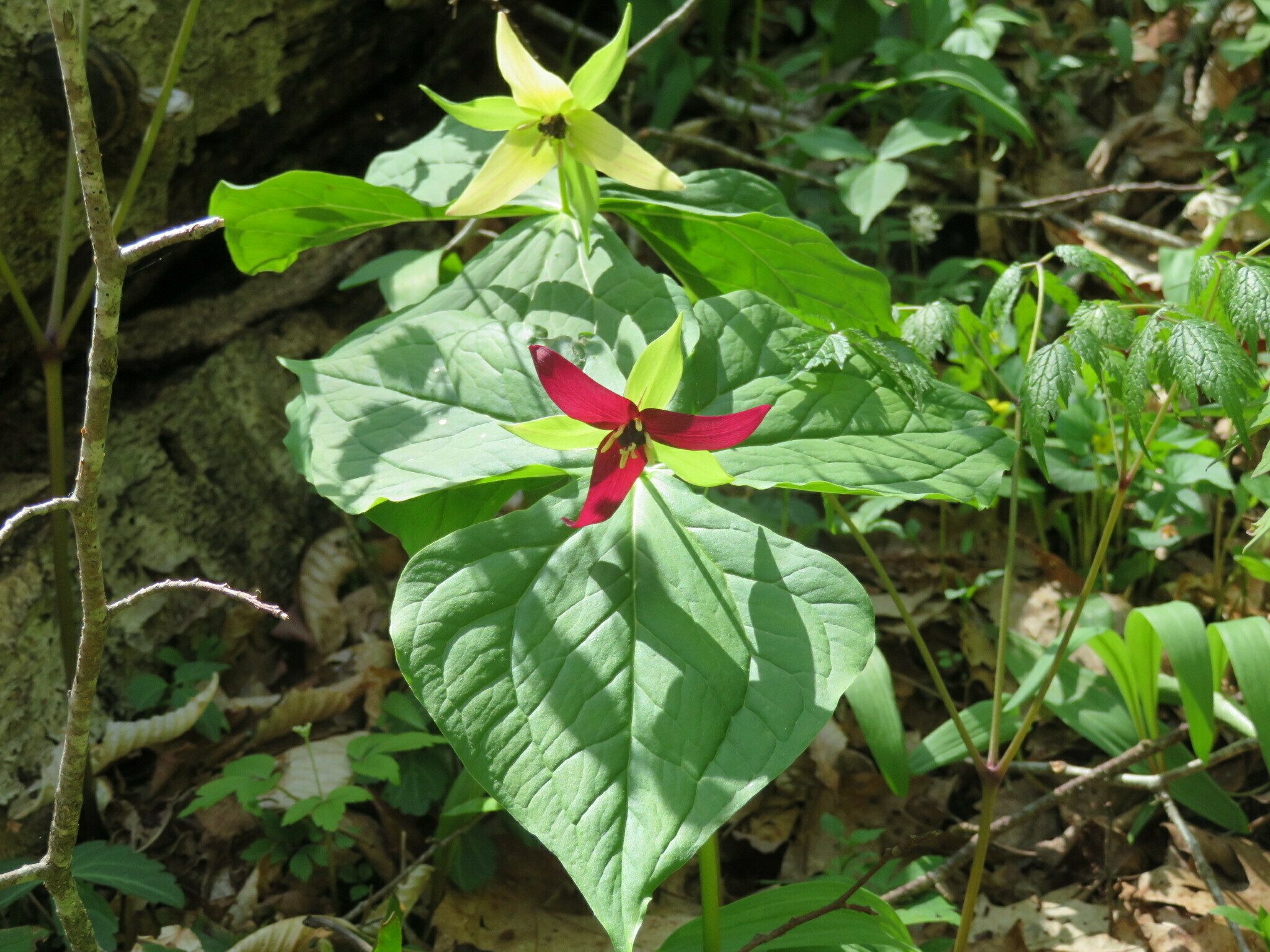Did you know that Red trillium (Trillium erectum) has petals other than just red?