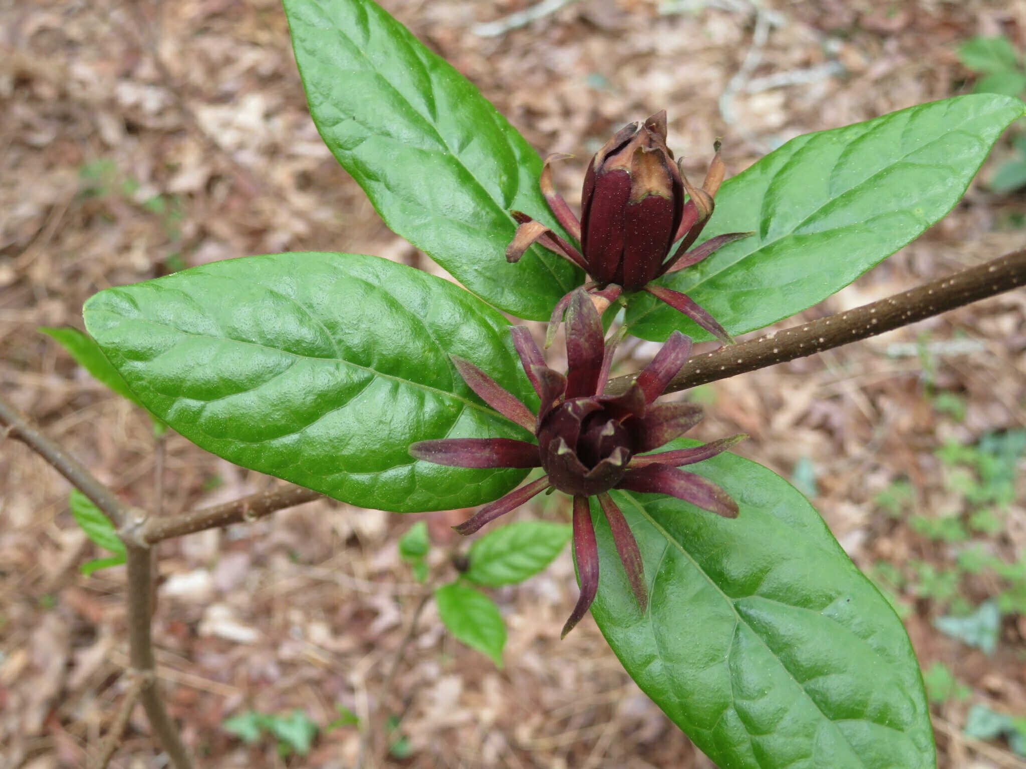 Sweet Shrub (Calycanthus floridus axillaris)