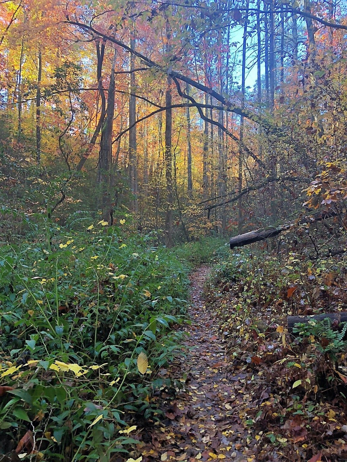 This is a very dramatic shot of the trail and fall colors taken by Heather.