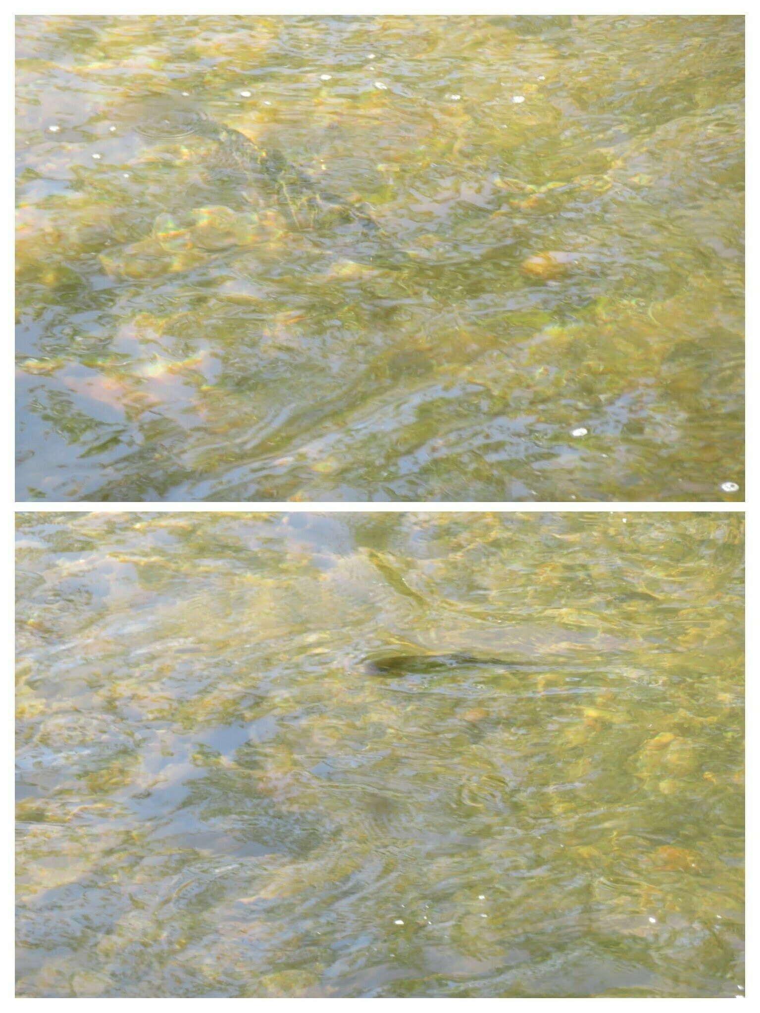 Trout came out from under the covered bridge at Dukes Creek when fed by a park volunteer.