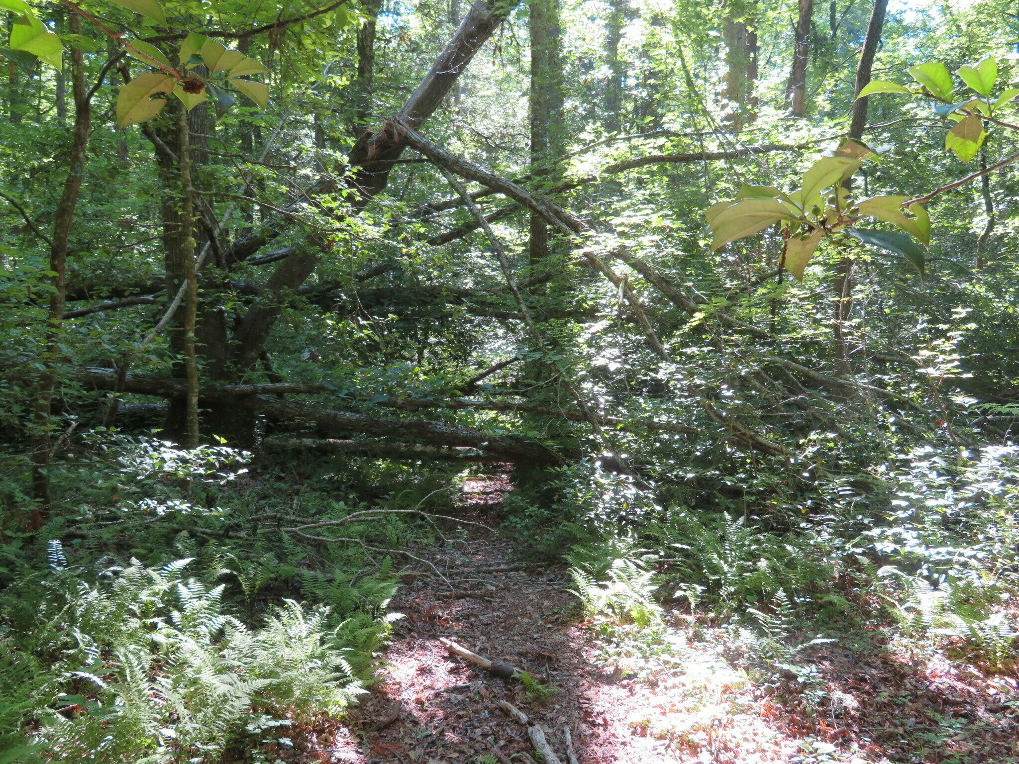 But, there were a couple of large trees across the trail we had to go around.