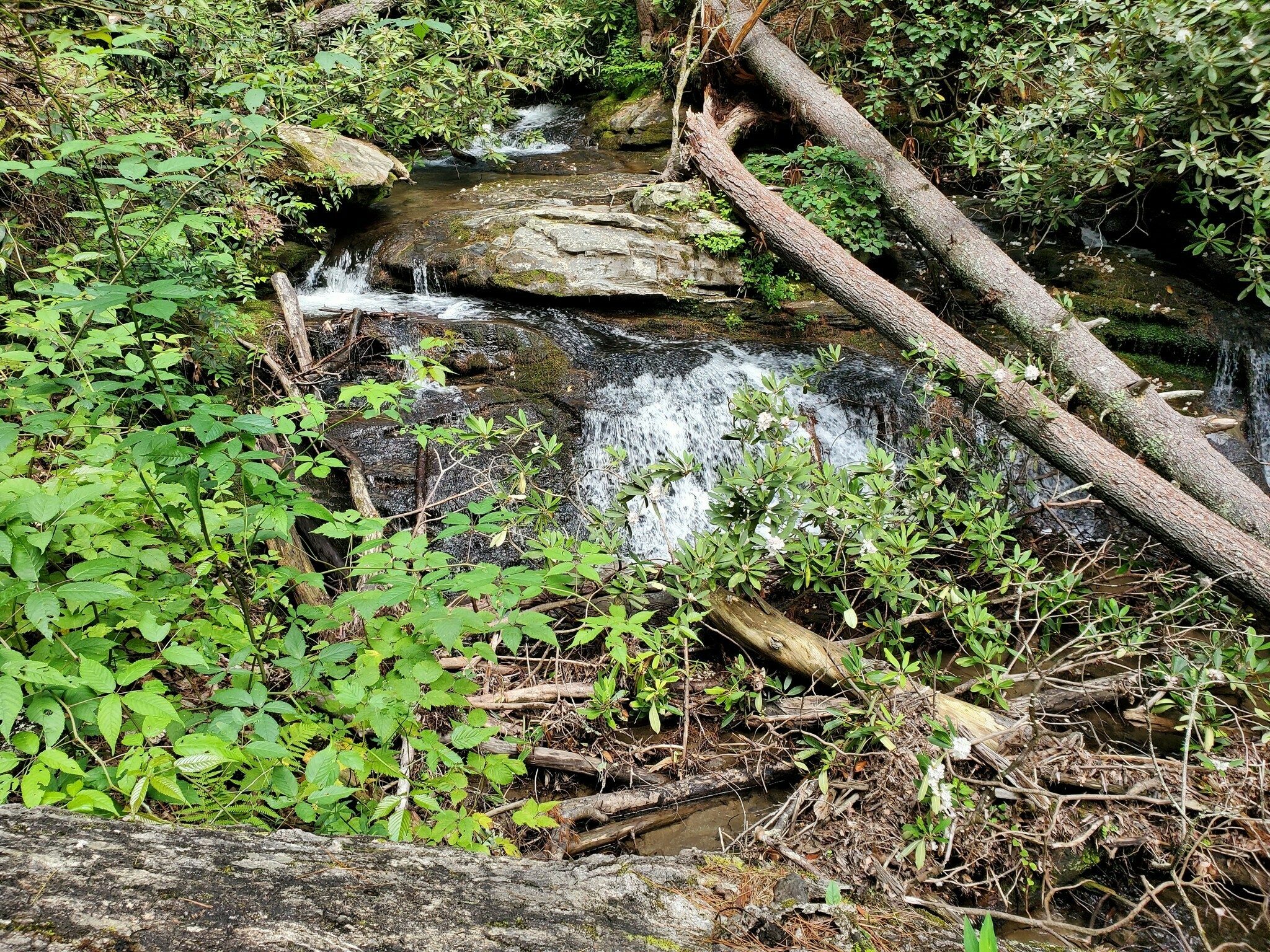 Just a cascade prior to reaching Martin Creek Falls.