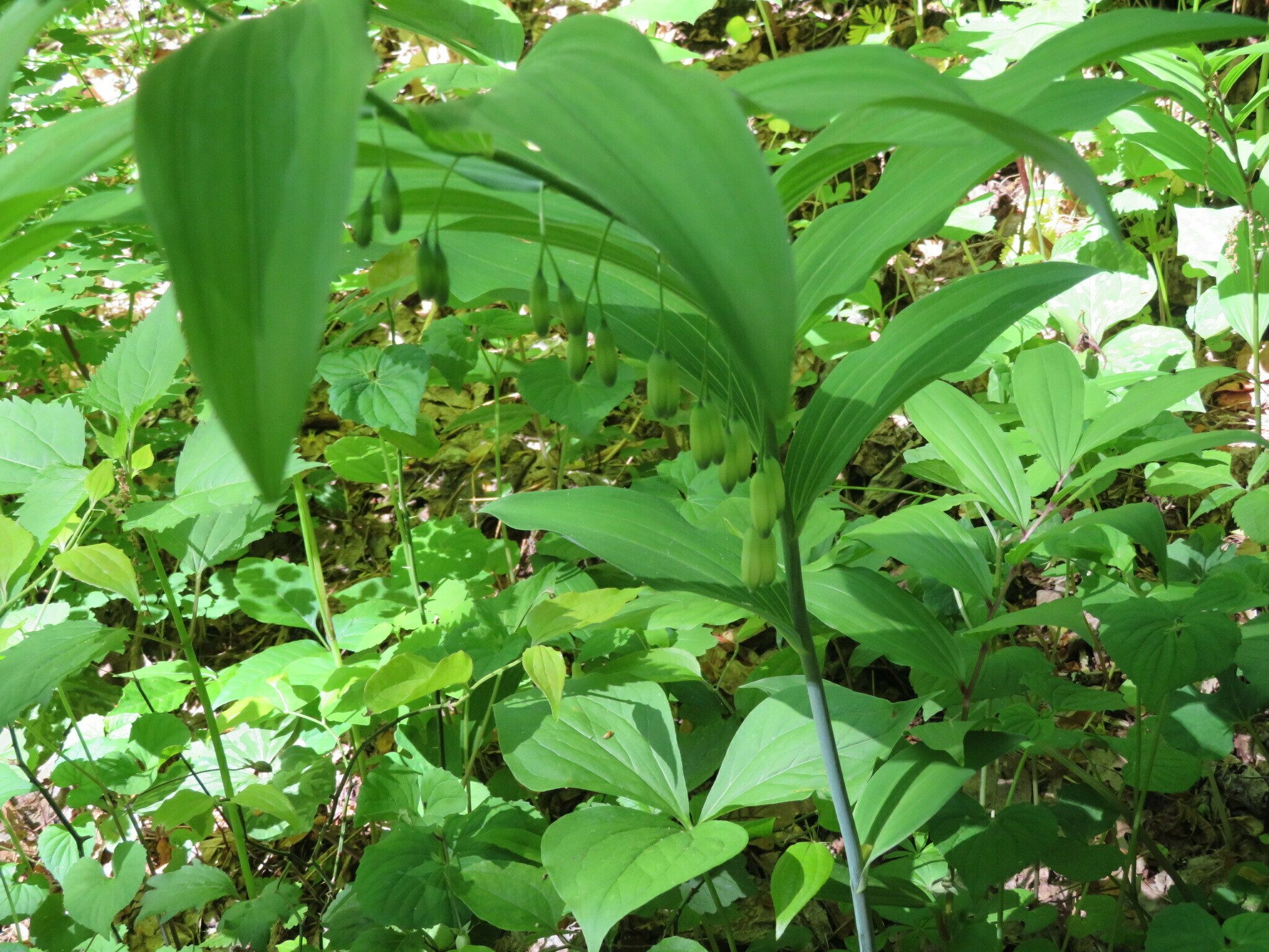 Solomon's Seal (Polygonatum biflorum)