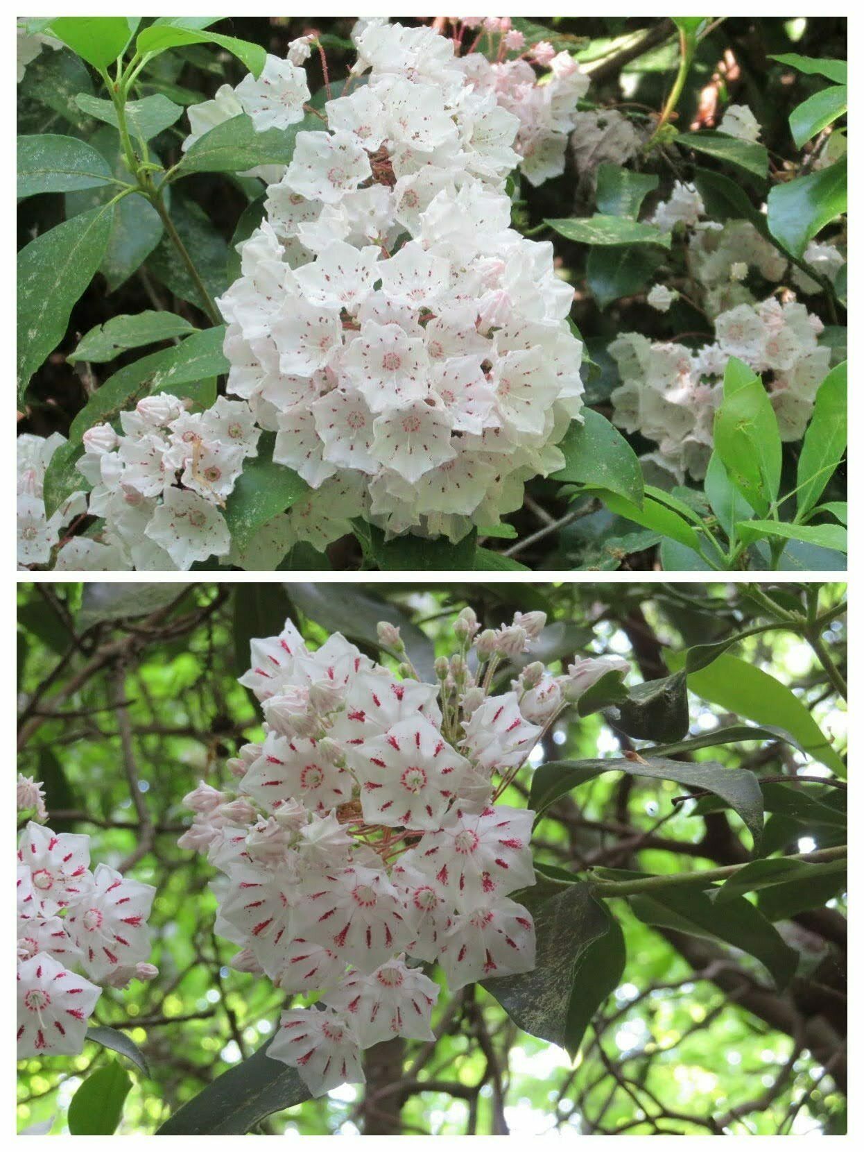 Mountain laurel was showing off throughout this area.