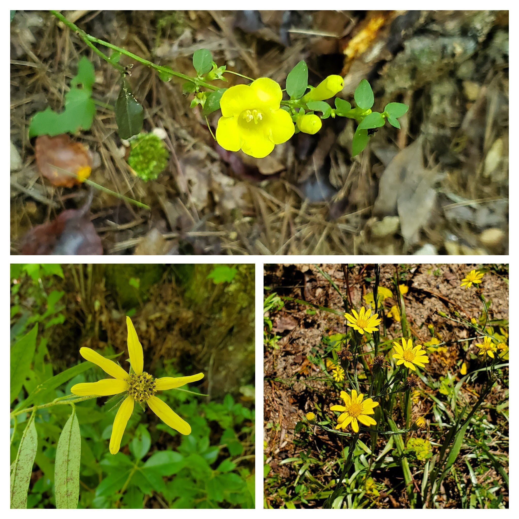 Yellow flowers anyone?