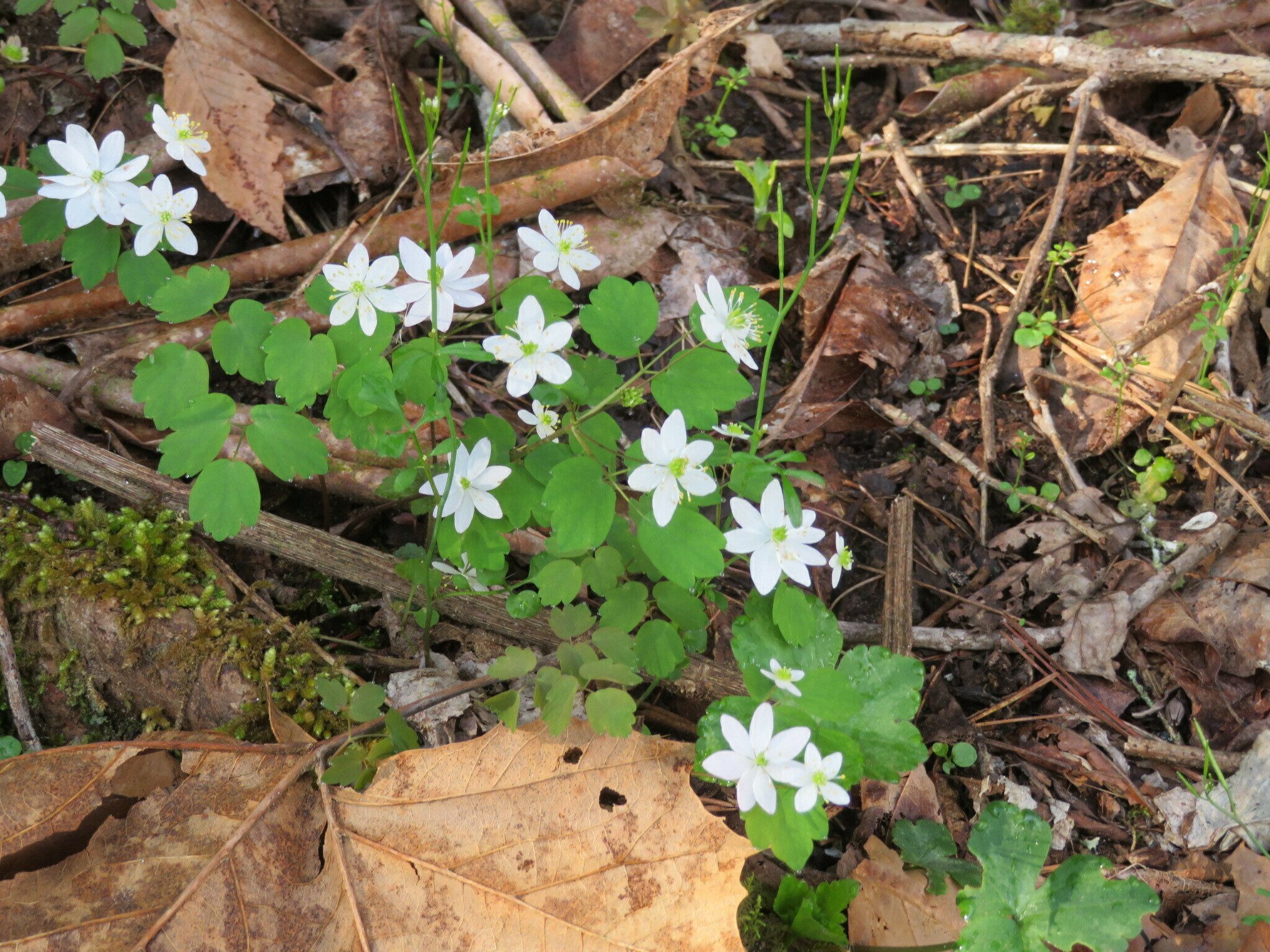 Rue Anemone (Anemonella thalictroides)