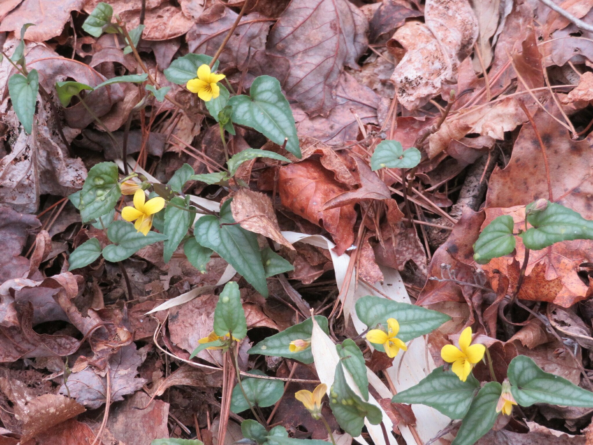 Halberd-leaved Violet (Viola hastata)
