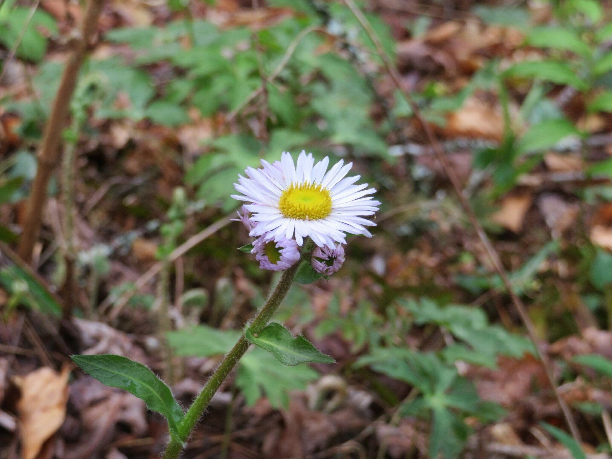Robin's Plantain (Erigeron pulchellus)