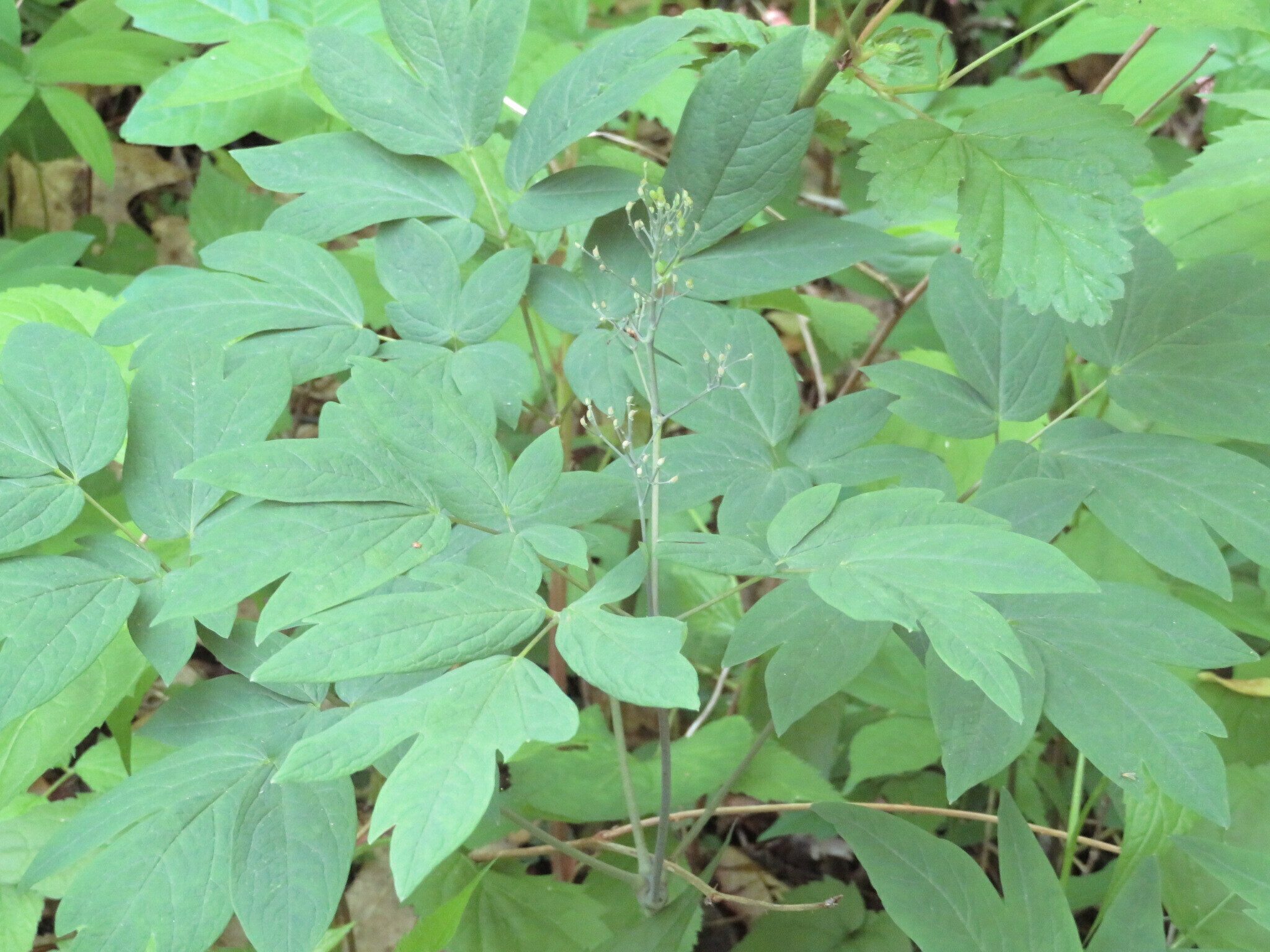 Blue Cohosh (Caulophyllum thalictroides) not in bloom