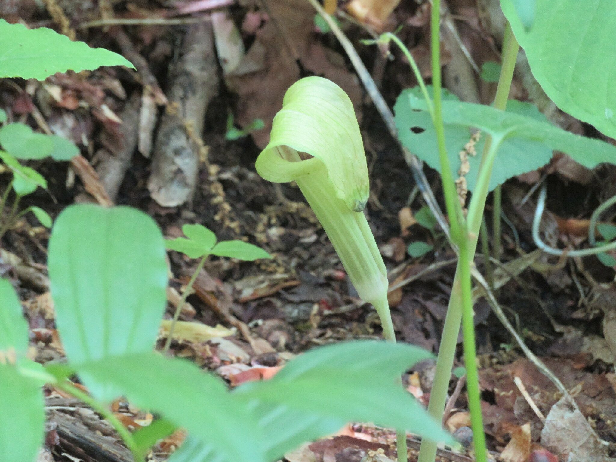Jack-in-the-pulpit (Arisaema triphyllum