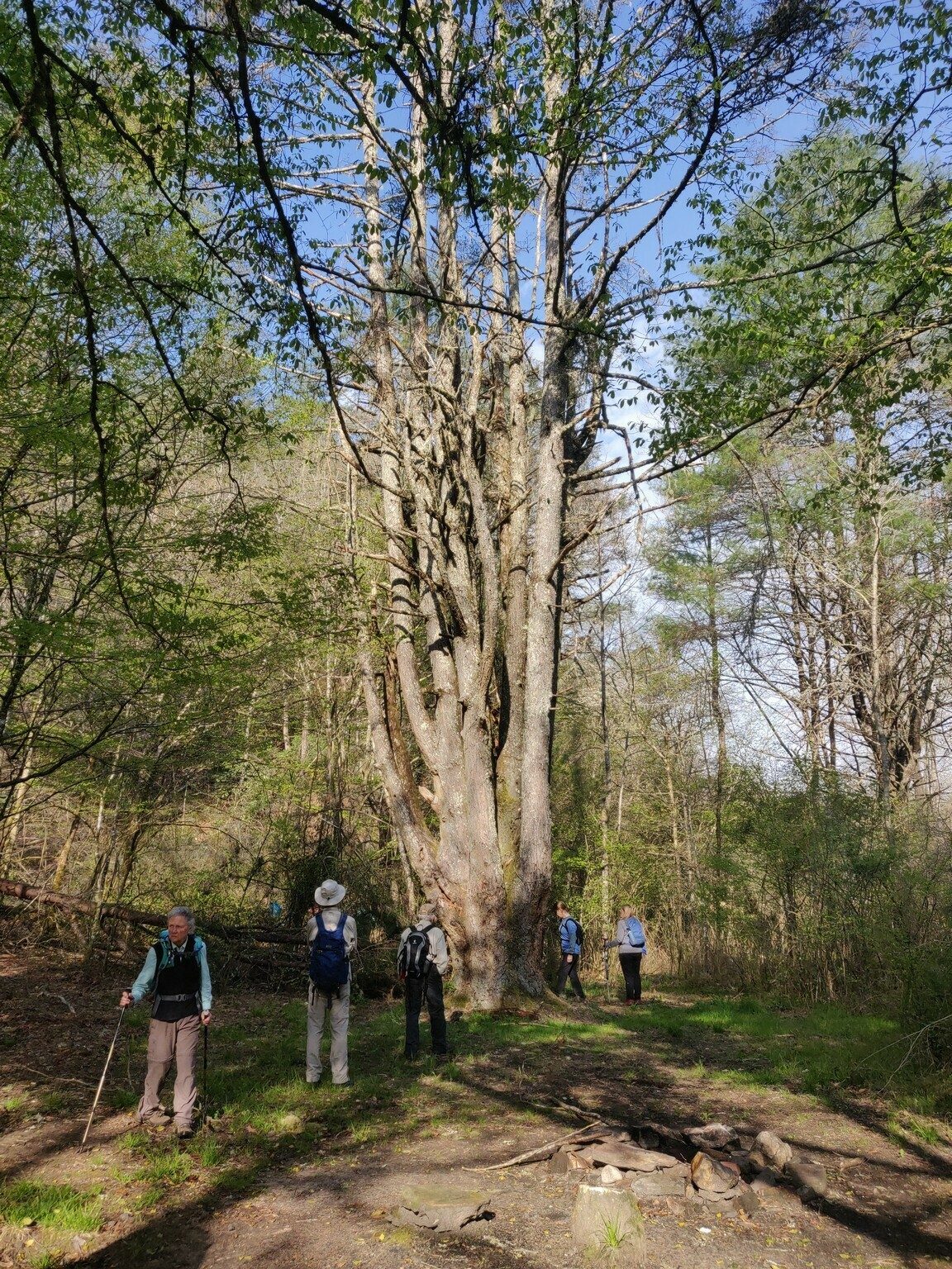 An interesting tree along the trail.