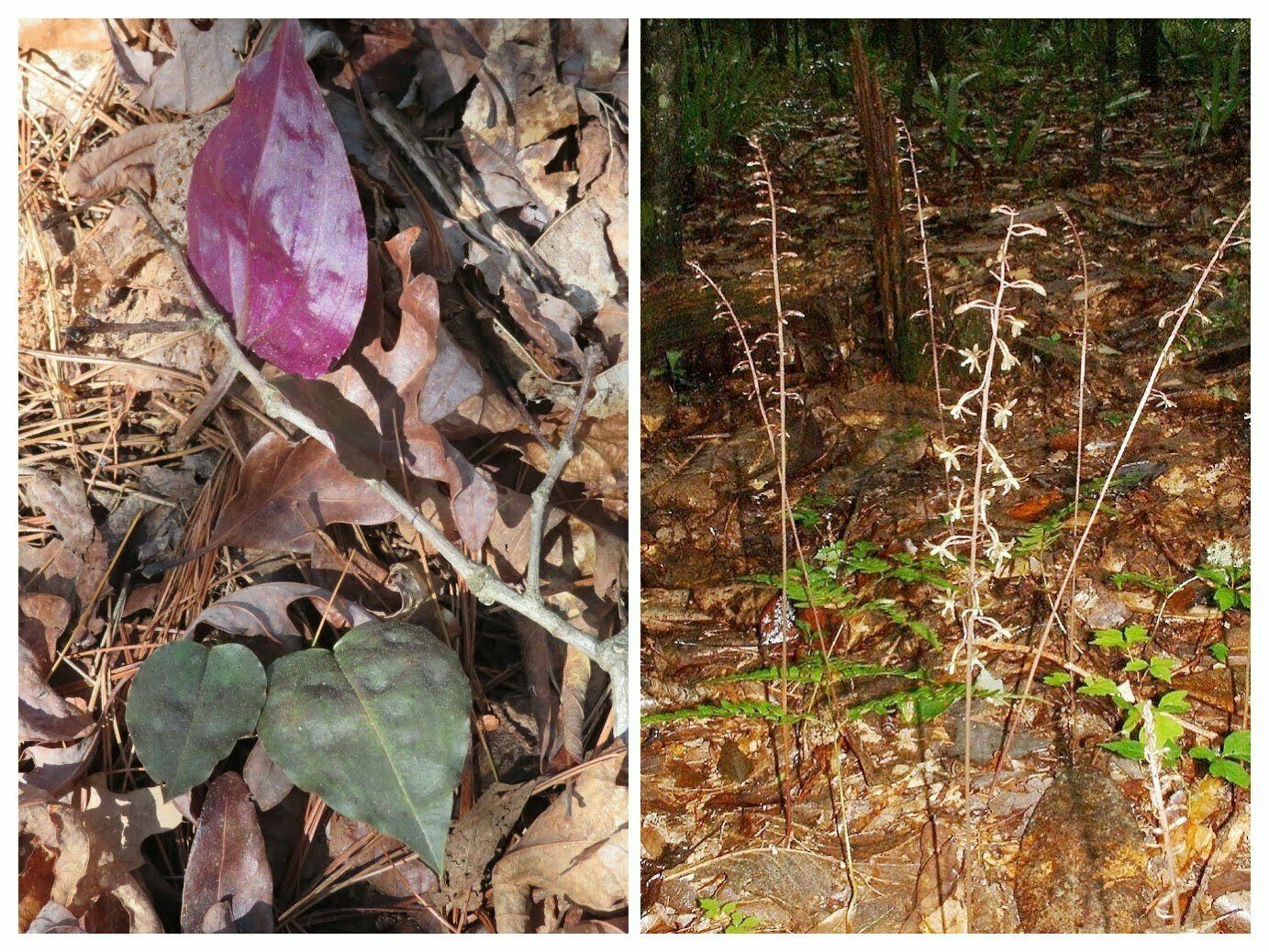 While not in bloom, we were curious about this Crippled cranefly with burgundy color under its leaves.  It was not it bloom.  The bloom photo is just to show how it would look in late summer.