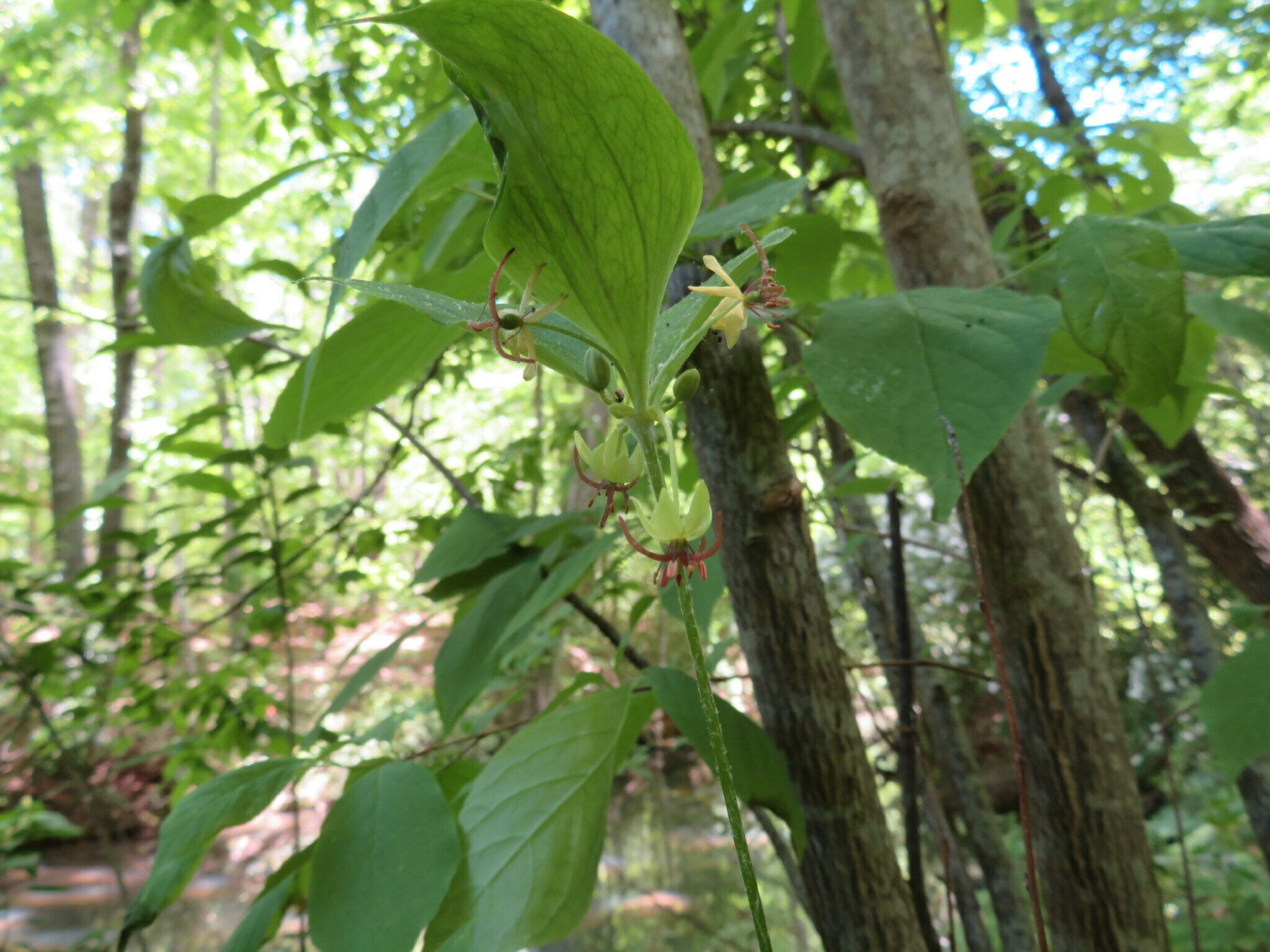 This example of multiple blooms on this Indian Cucumber Root (Medeola virginiana) is a bit unusual.