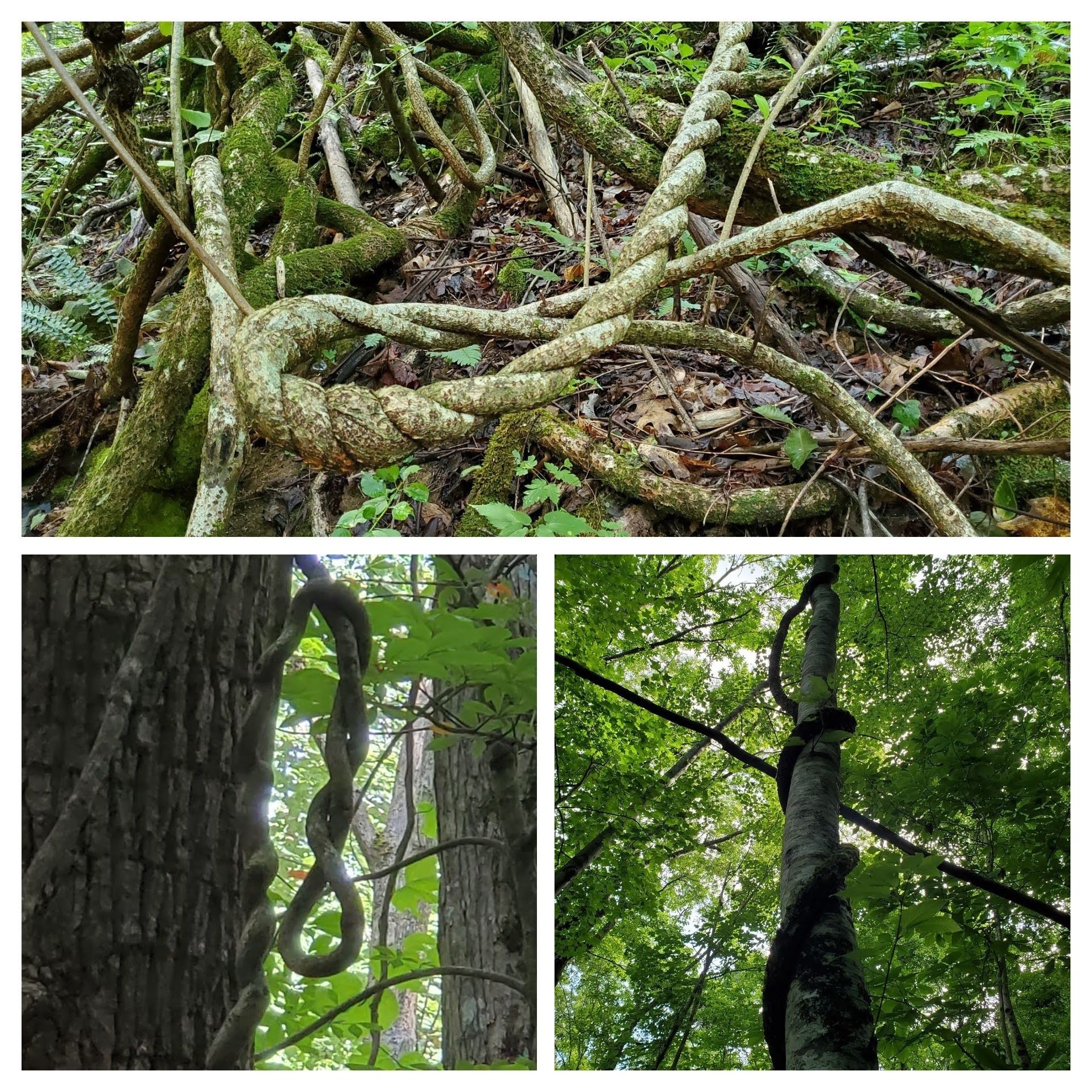 Really curious configurations of the many vines seen on the Benton MacKaye Trail (BMT).