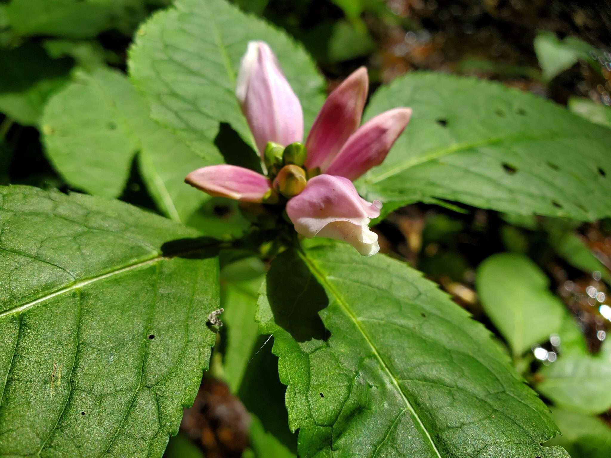 Turtlehead