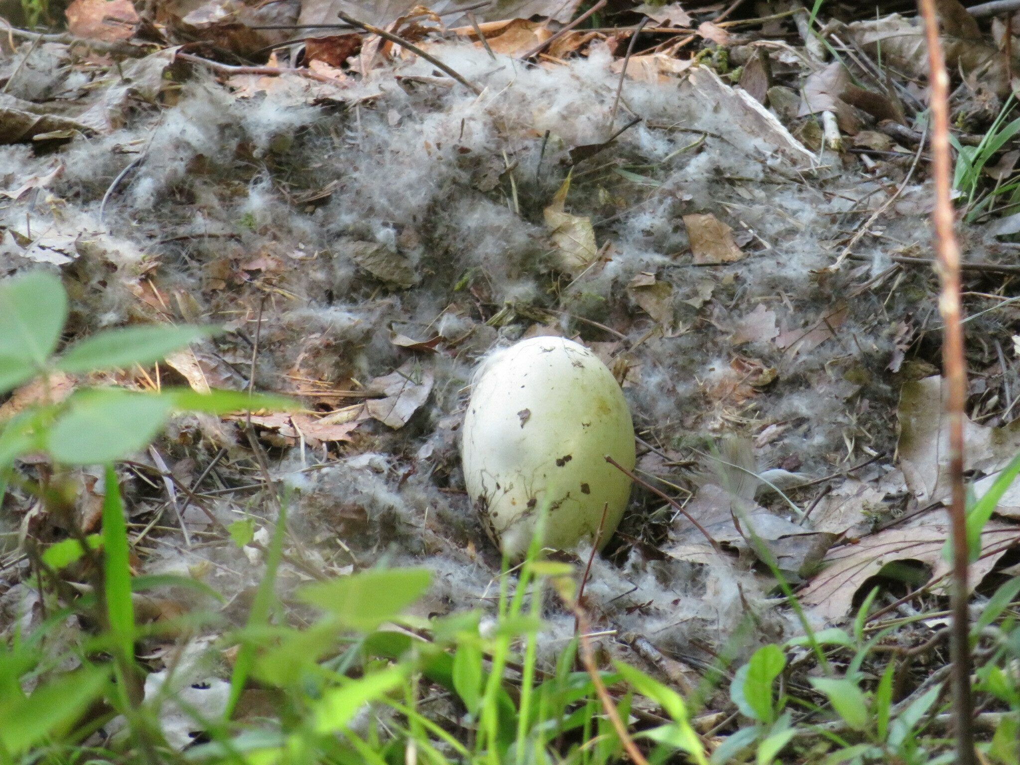 This was a 3-4 inch long egg seen in its nest.  Perhaps from a Cormorant ???