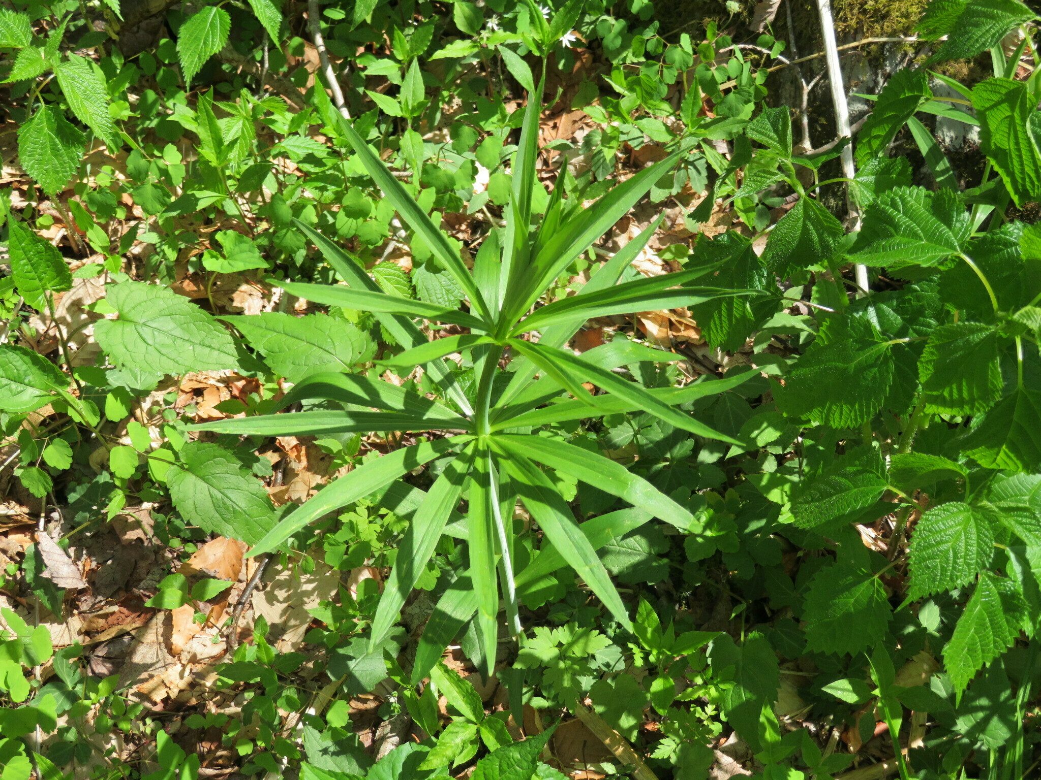 Not sure, but we saw several of these.  Perhaps some type of lily forming up???