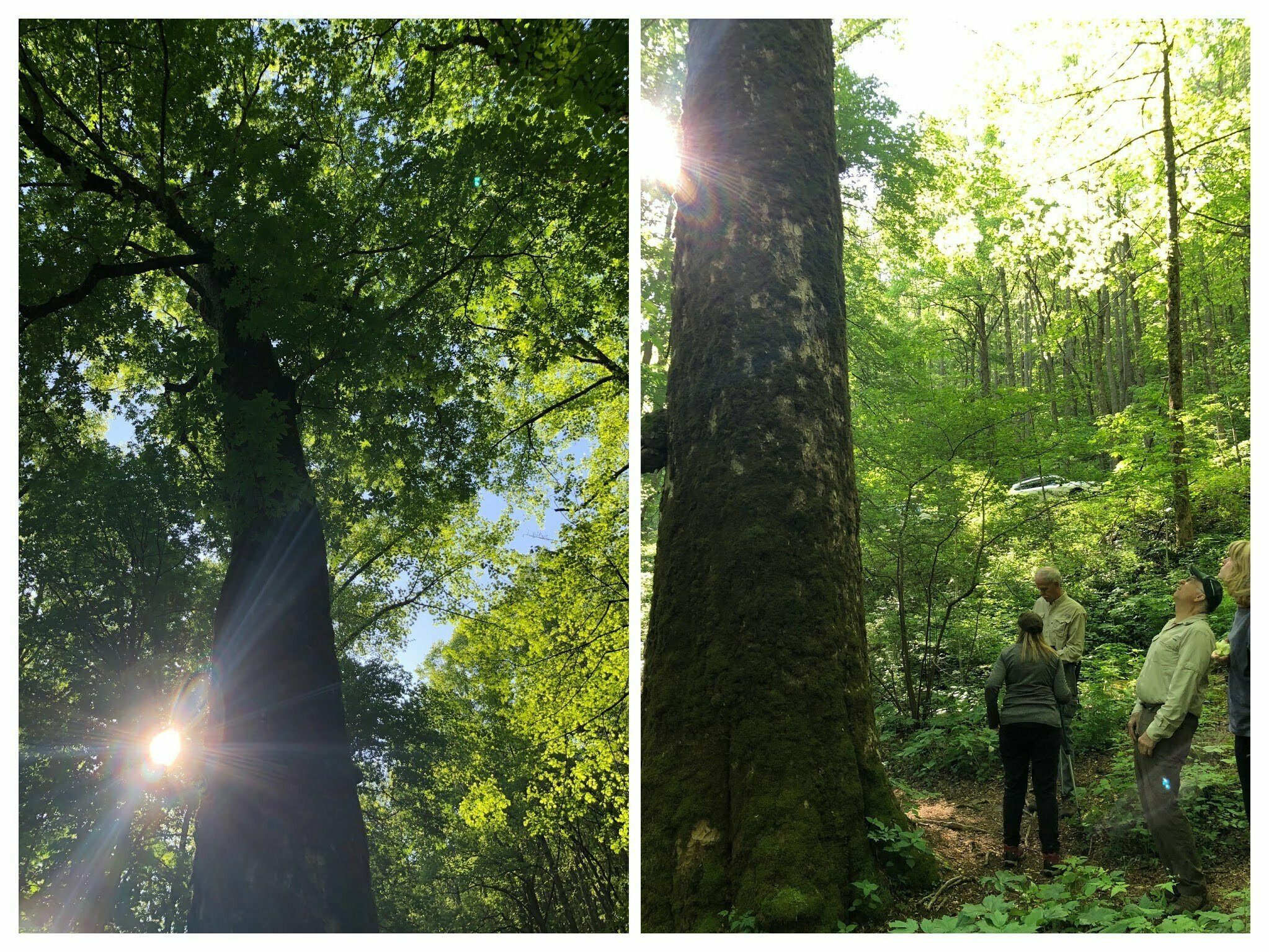 The massive Yellow Buckeye still dominates this north facing cove which favors shade-tolerant plants. Photos by Heather Wall