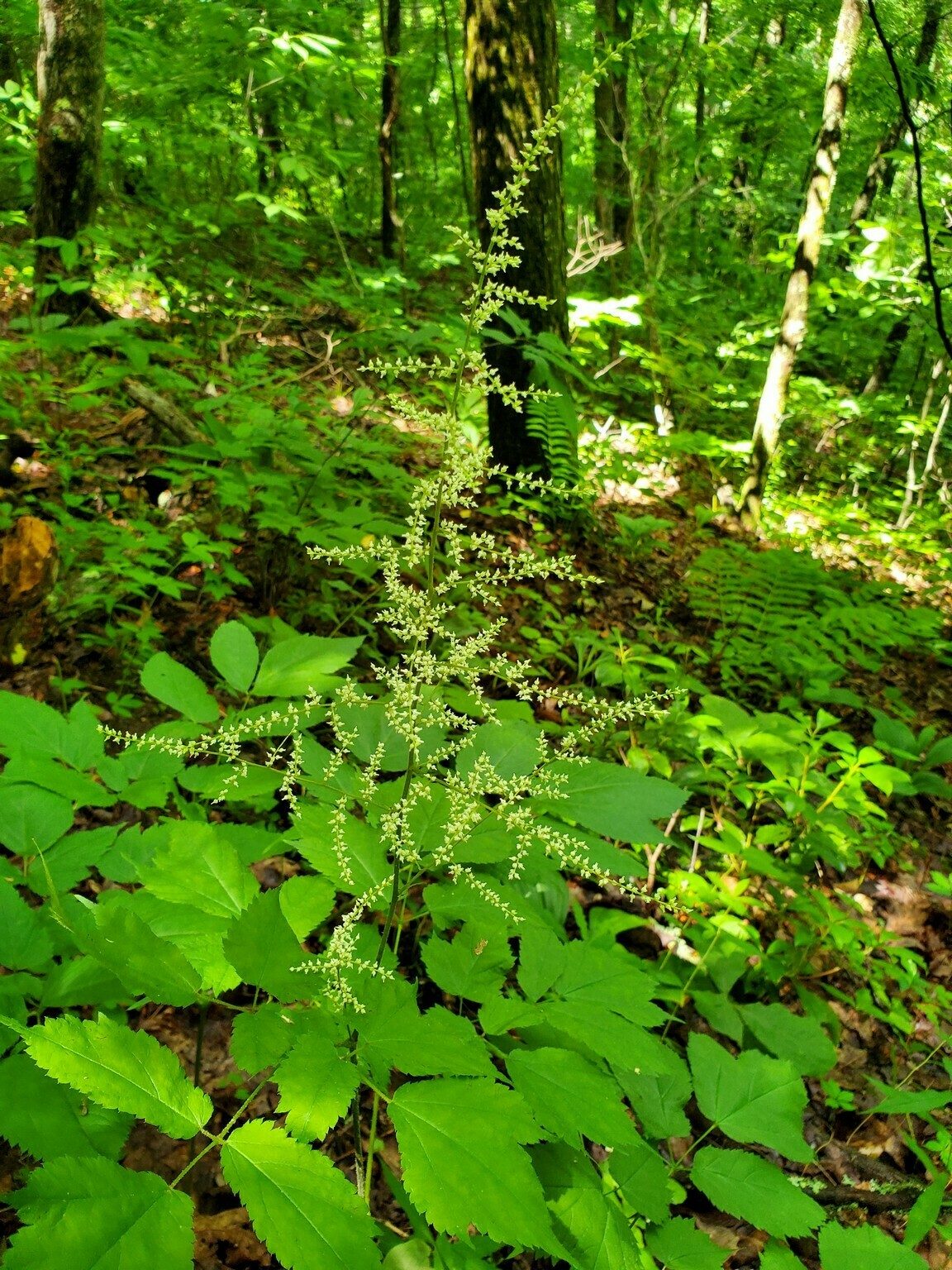 Goat's Beard (Aruncus dioicus)