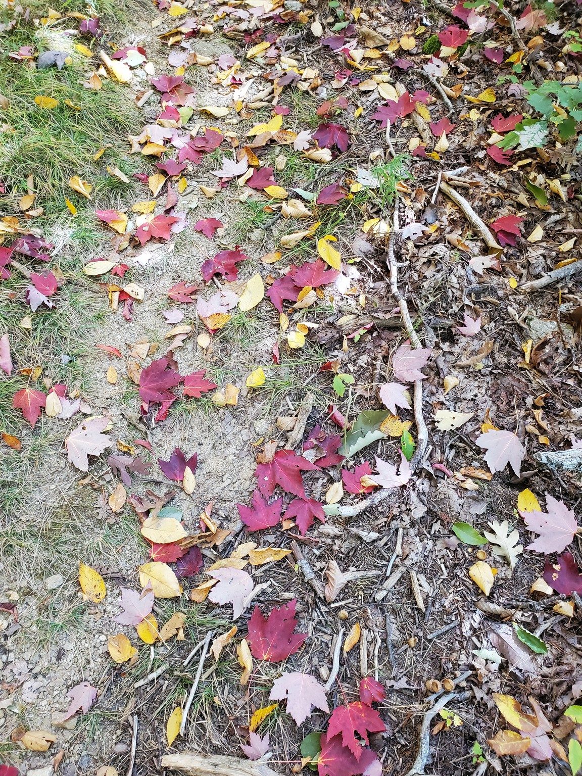 Sometimes the trail was littered with Red Maple leaves.