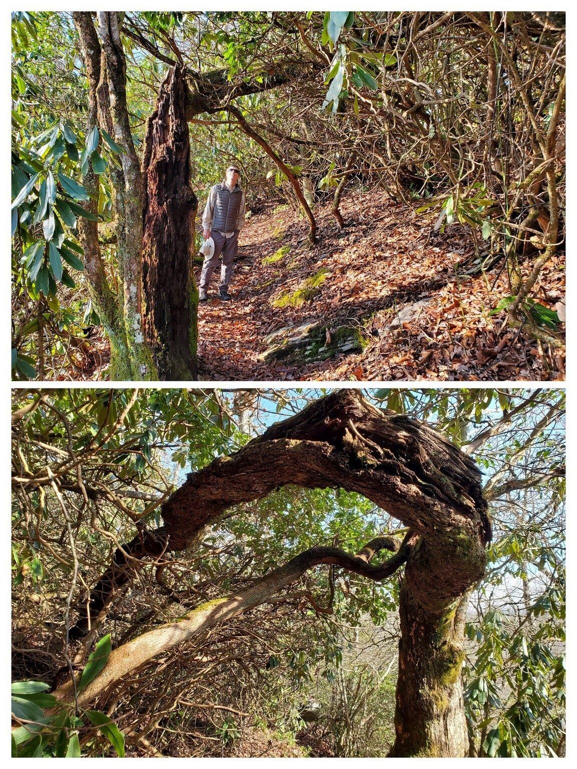 Gerald checking out the unusual tree over the trail.
