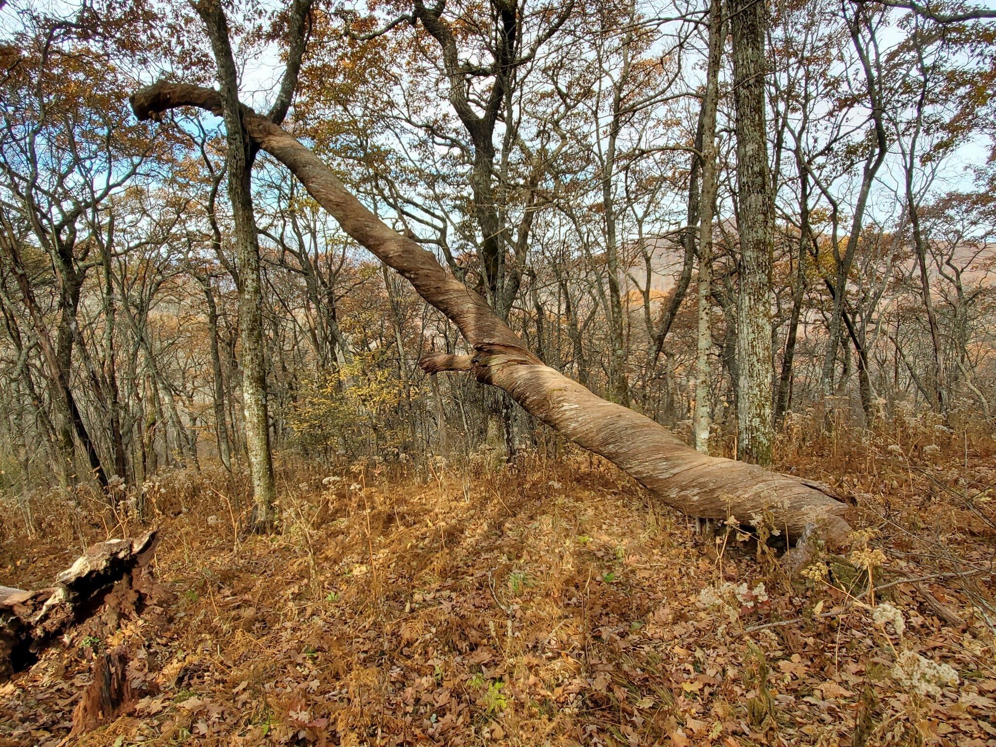 The twisted grain of this large tree caught our eye.