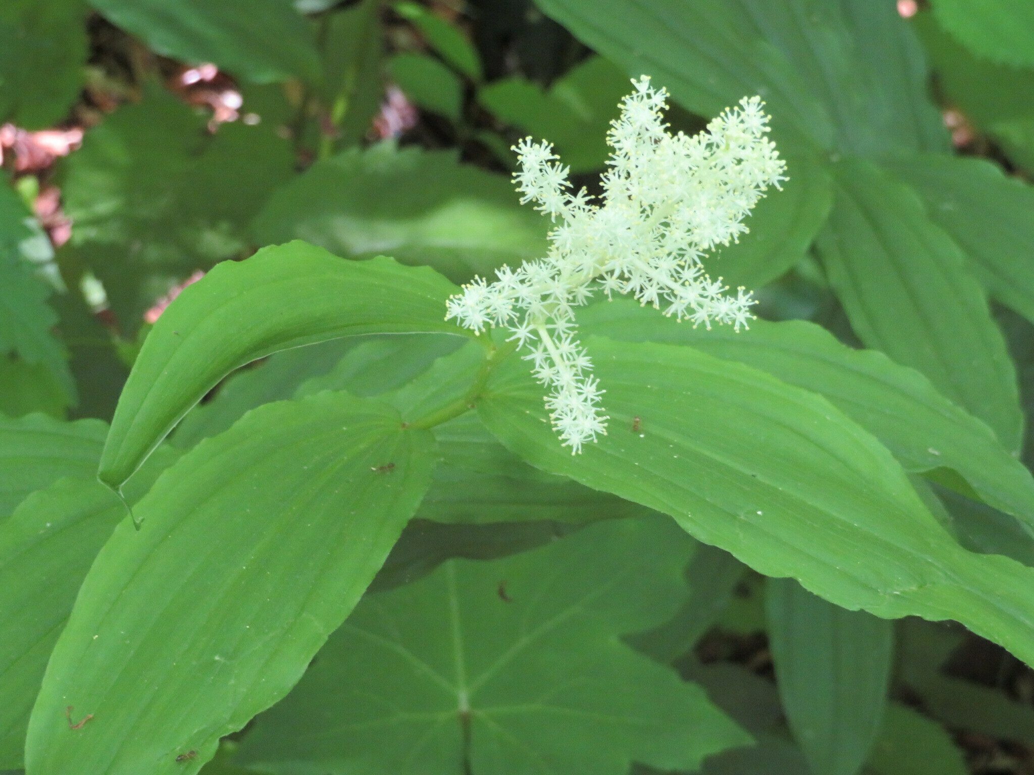 False Solomon's Seal (Maianthemum racemosum)