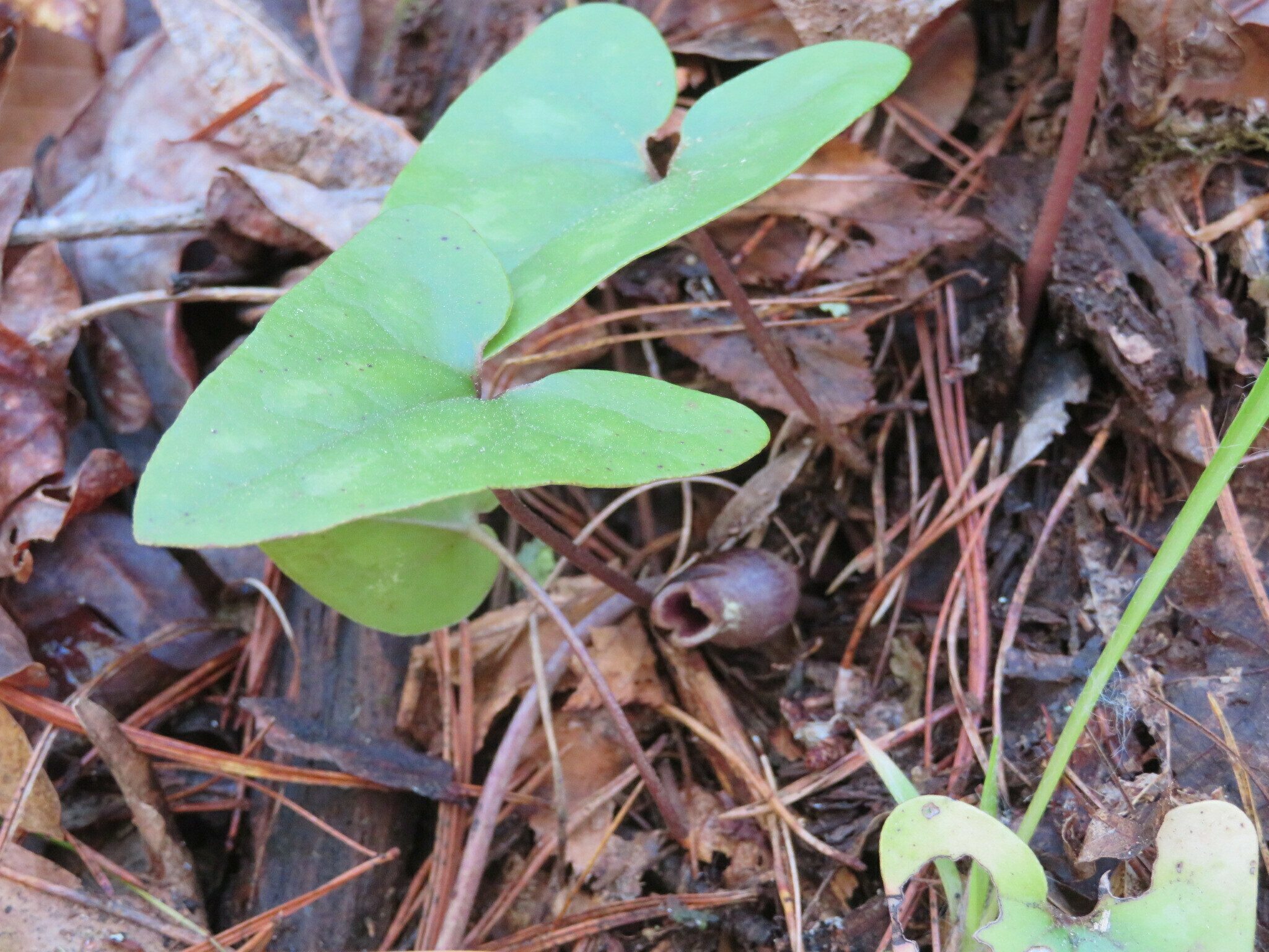 Wild ginger with just one small "little brown jug."