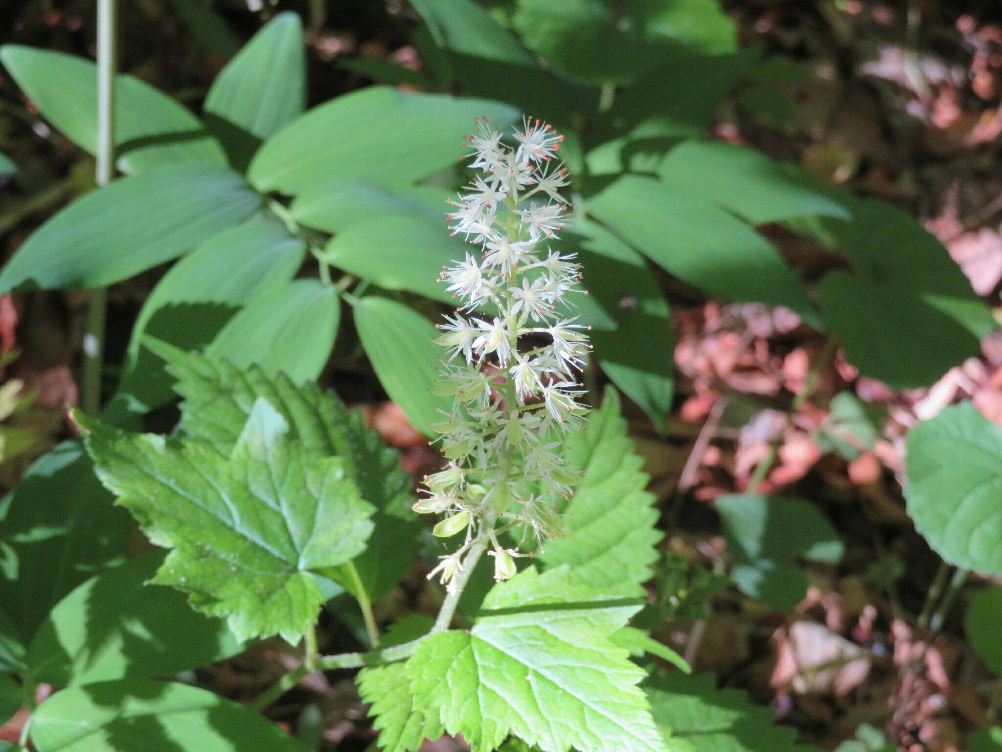 Foamflower (Tiarella cordifolia)