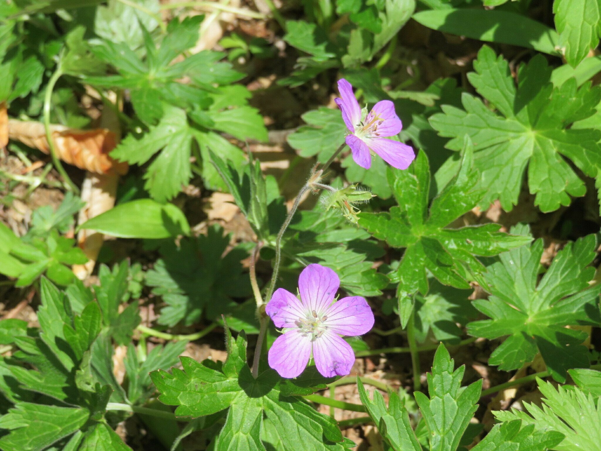 Wild Geranium (Geranium maculatum)