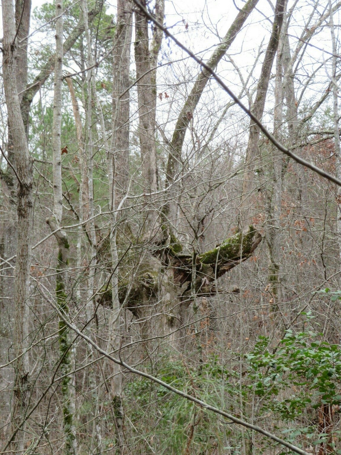 Not a great picture, but this tree seemed to have its top or major branches broken off a long time ago.  It now has three or more major branches now growing from the old wounds.
