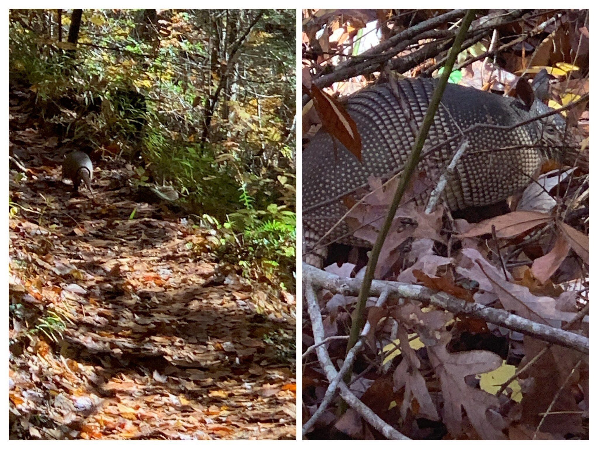 We asked Vic to leave his pets at home, but this got loose and met us on the return trail home.