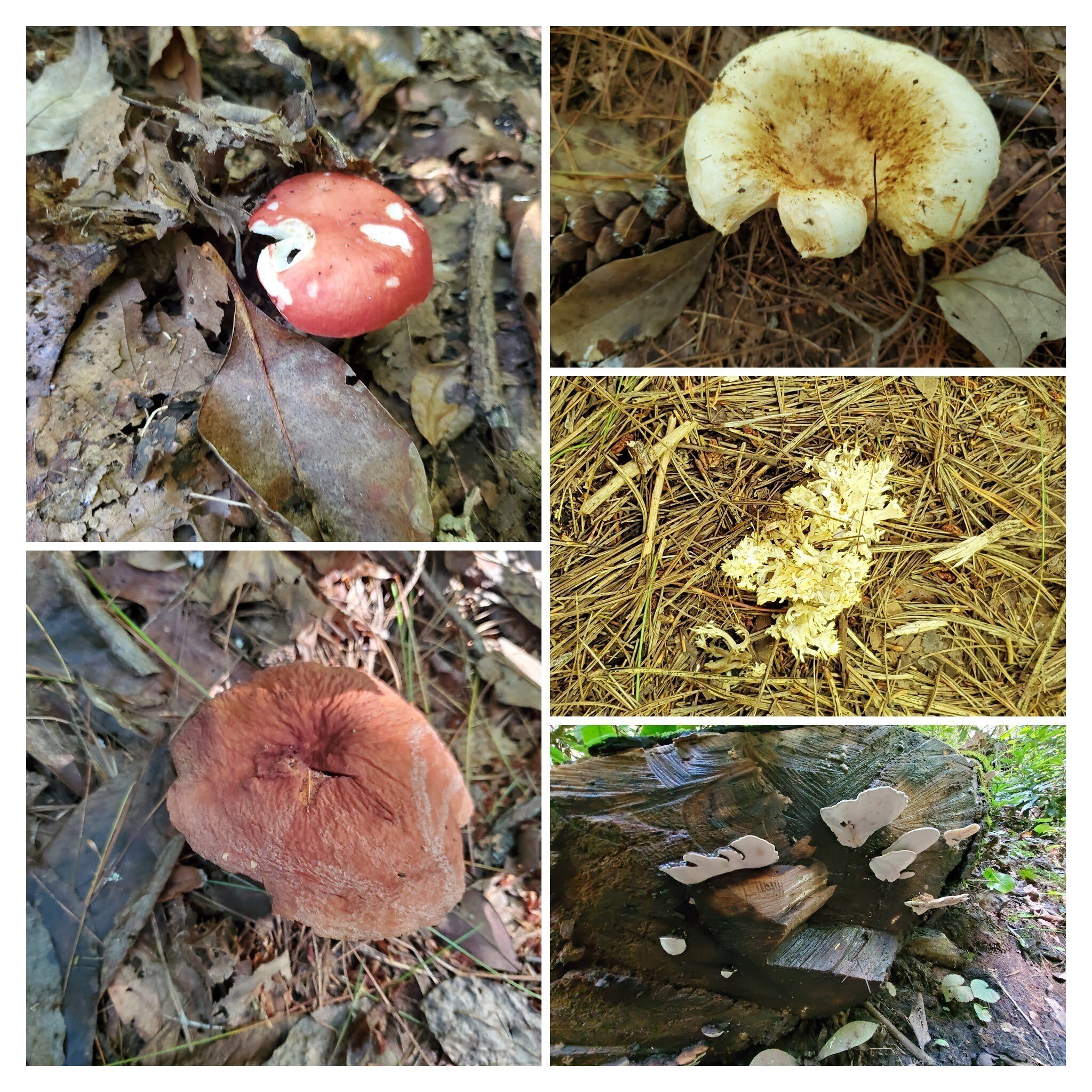 A few fungi, but not many as in past weeks.