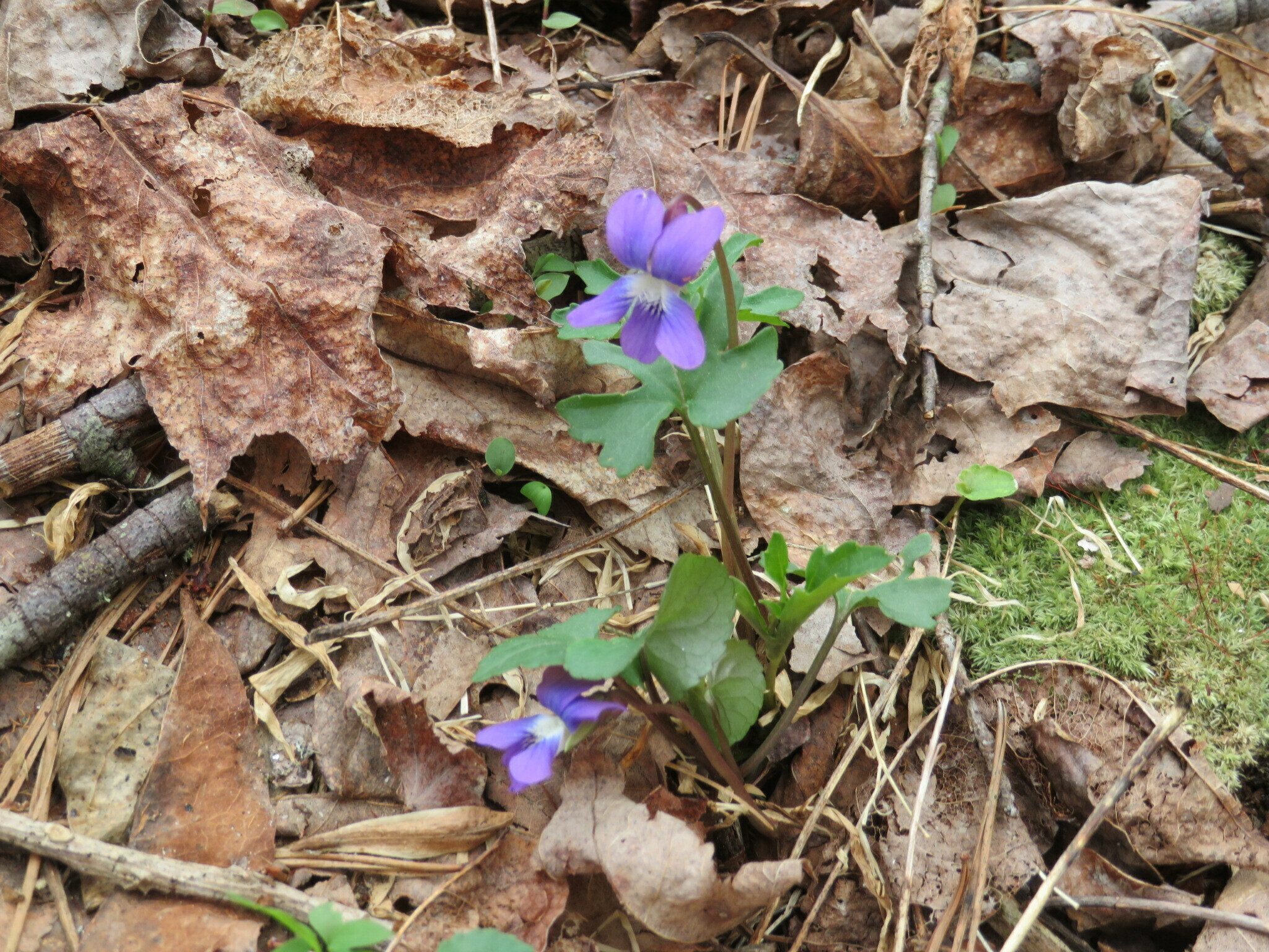 Palmate-leaved or Early Blue Violet (Viola palmata)
