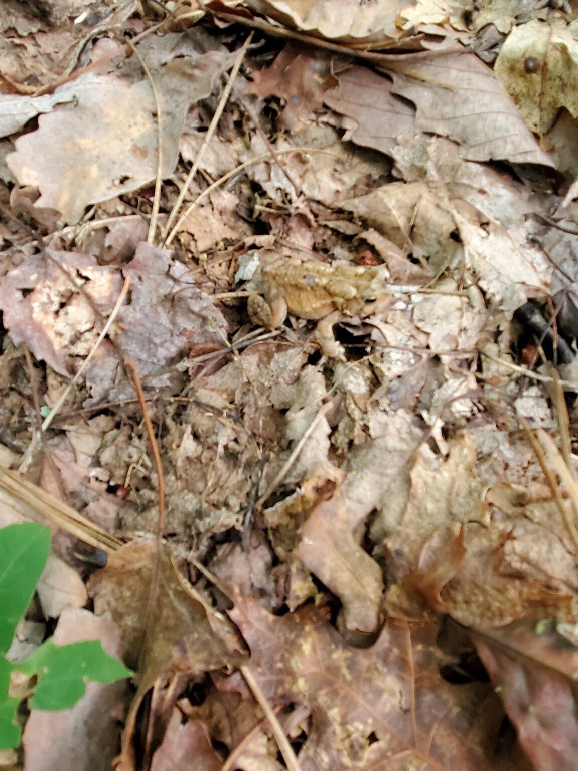 Oops!  Almost forgot . . .  can you spot the small toad camouflaged in the leaves?