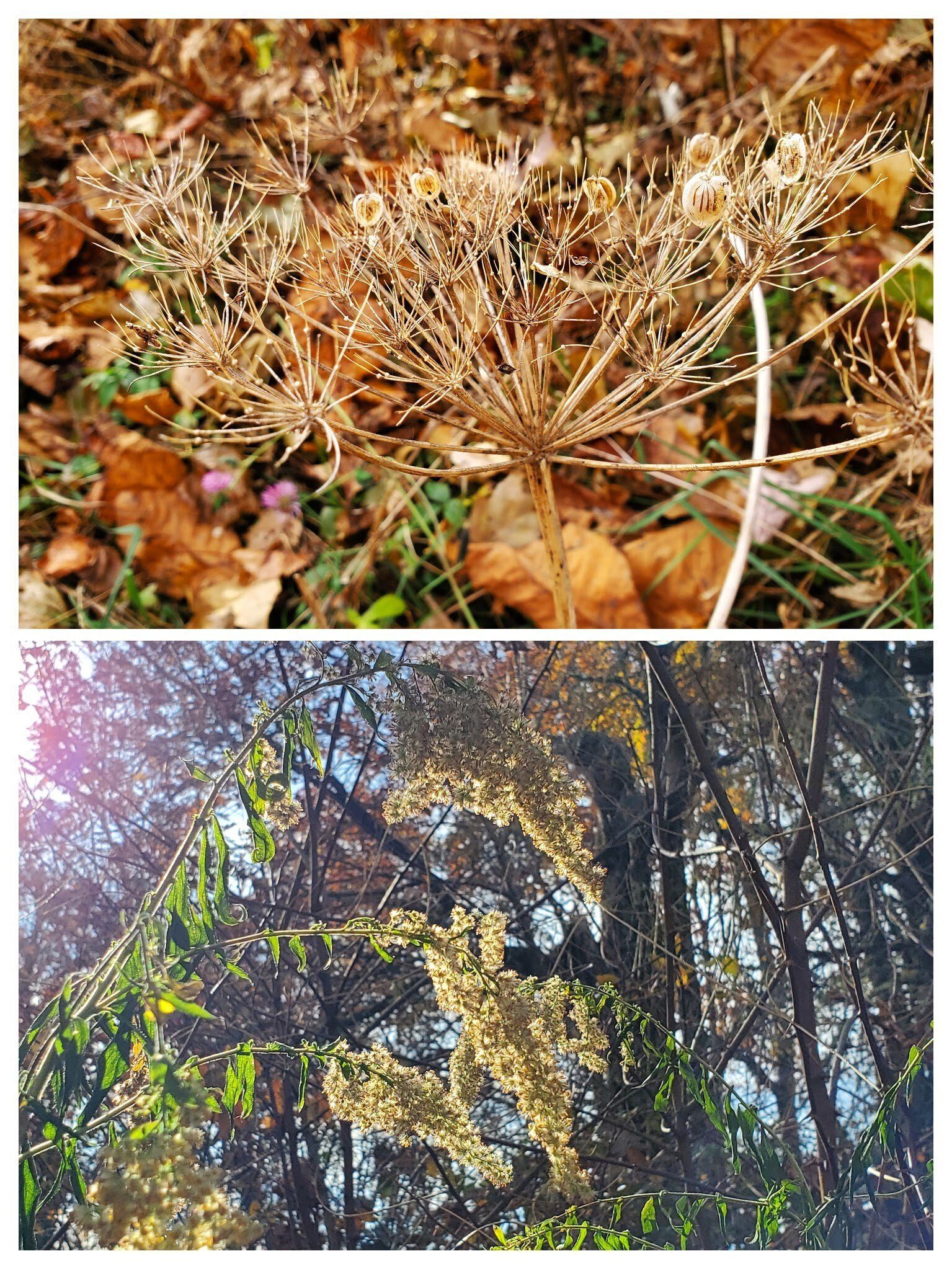 More seedpods and dried flowers.