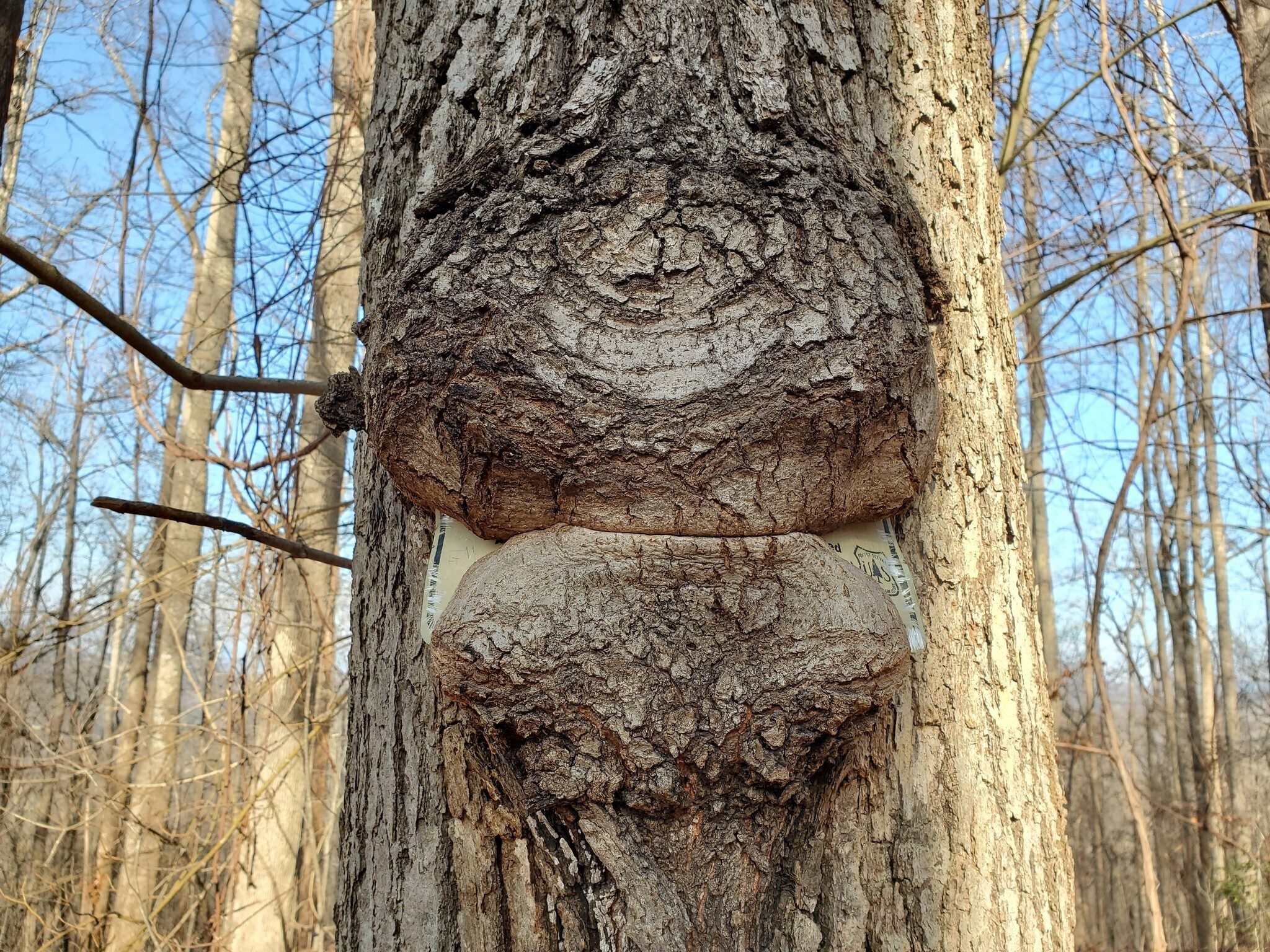 Looks like this tree ate a Forest Service sign . . . yummy!