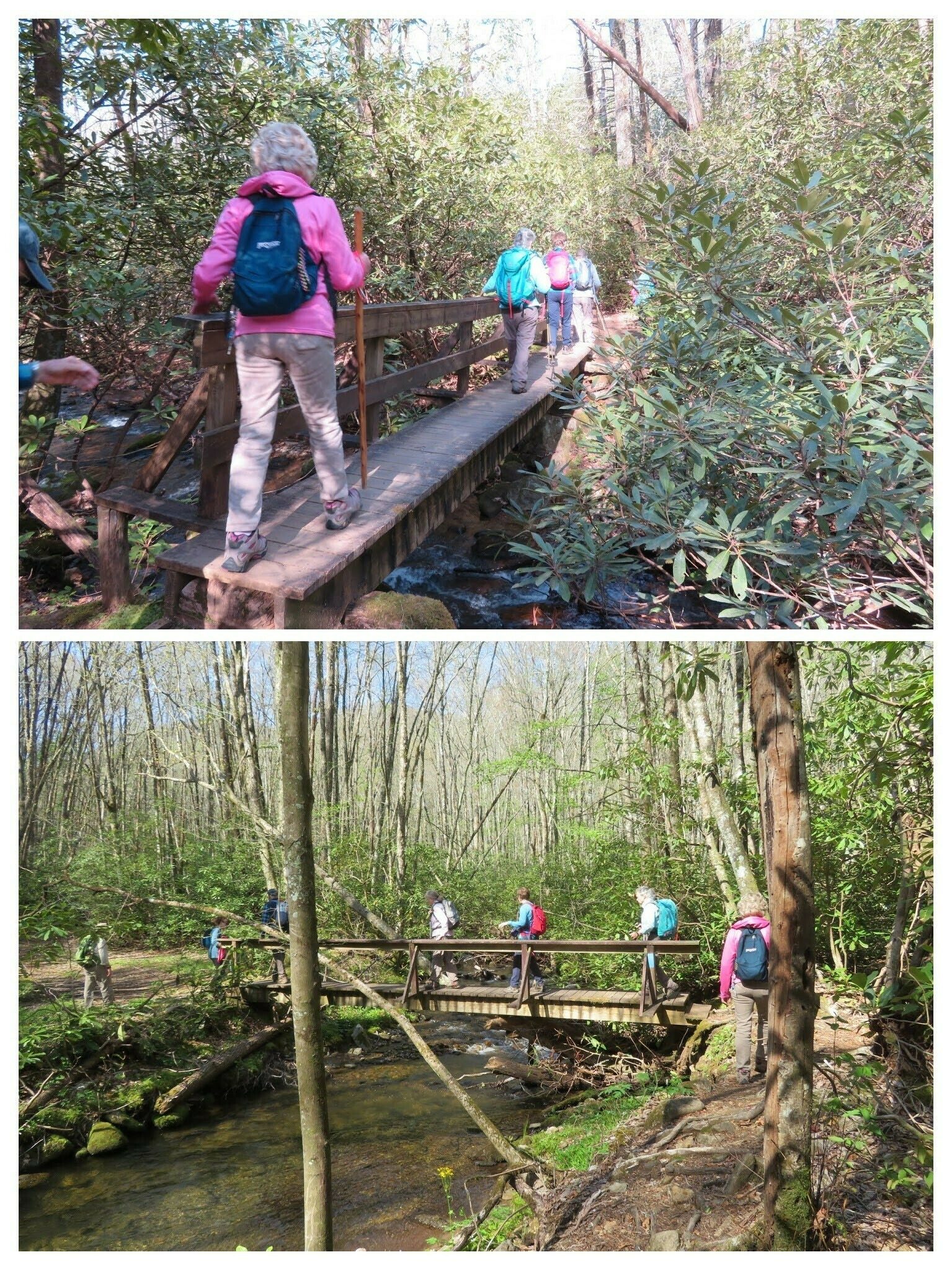 There are a number of bridges crossing feeds into the creek, but there are also quite a number of small shallow water crossings to step through or cross.