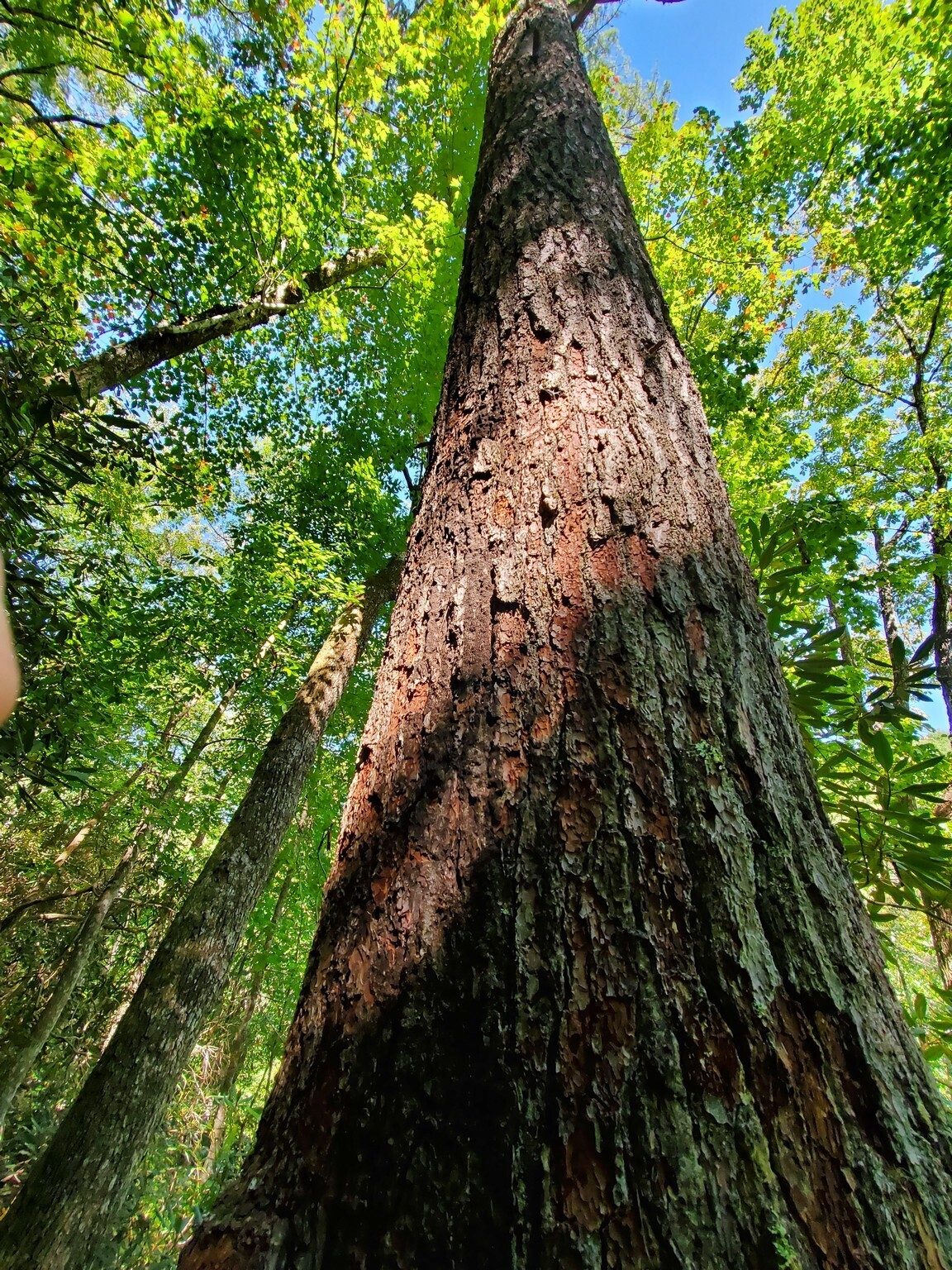 Lots of very large pines in this forest.
